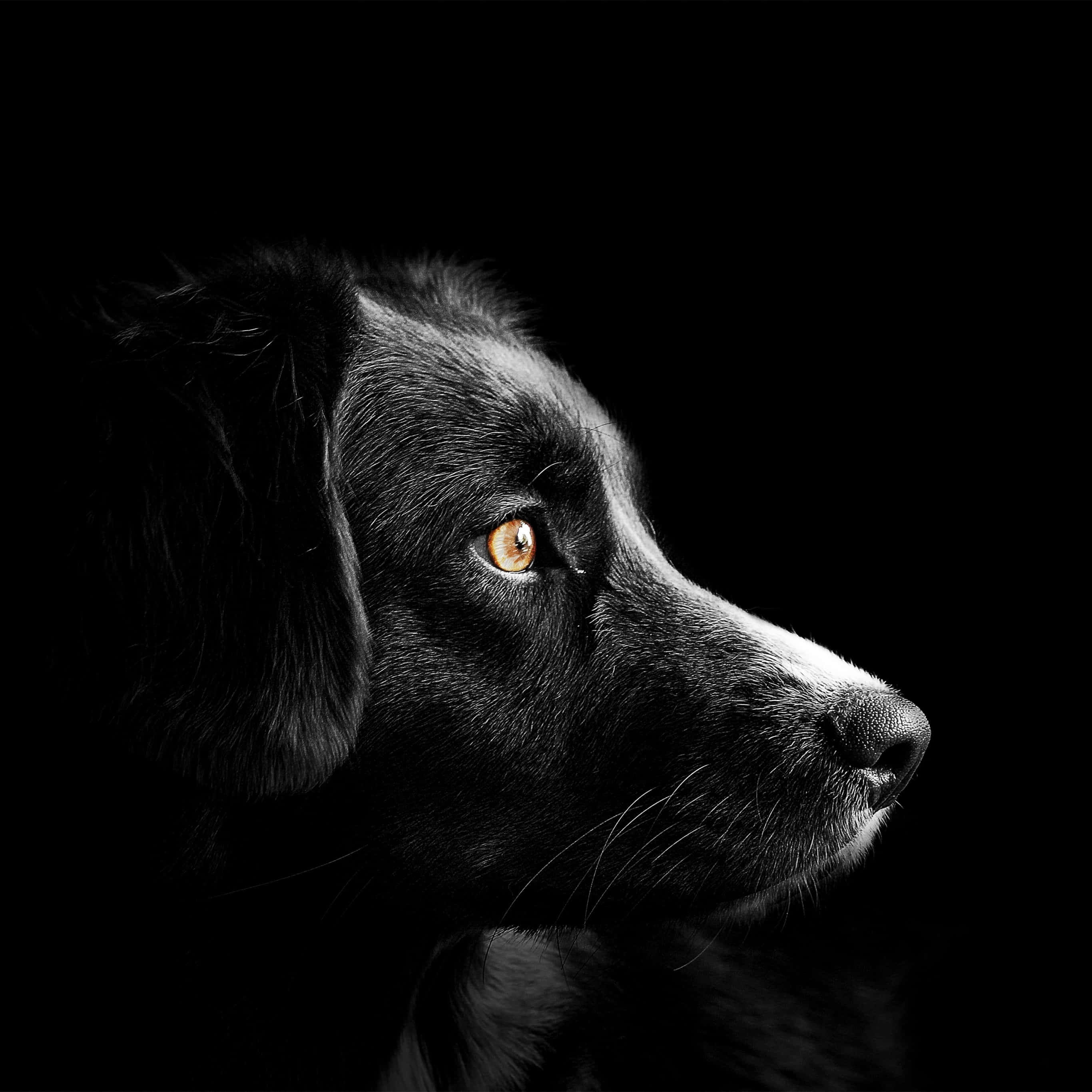 cute dogs 桌布 壁紙 — 一隻黑狗的側面輪廓，在純黑背景中閃爍著一隻琥珀色的眼睛。