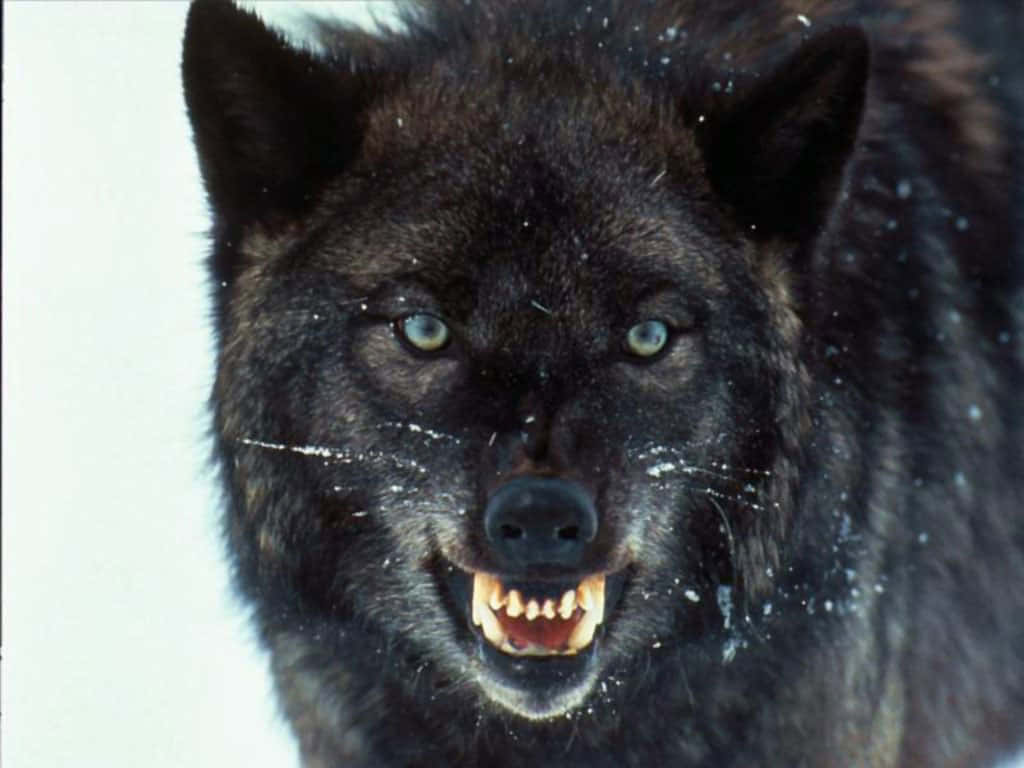 Angry Wolf 桌布 壁紙 — 一隻黑狼，擁有銳利的綠色眼睛，在雪景背景下兇猛地咆哮，雪花黏在牠的皮毛上。