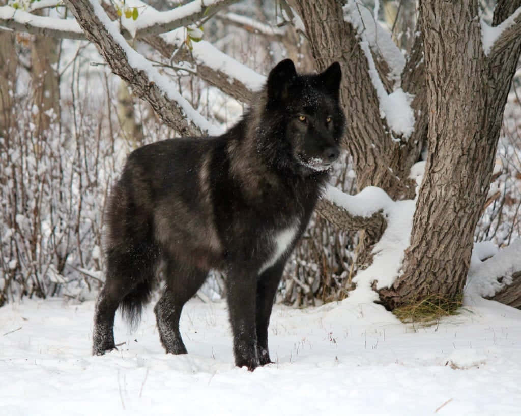 wolfdog 桌布 壁紙 — 一隻黑狼，胸前白色，在雪地森林中警覺地站立，雪花灑落在牠的毛皮和周圍的樹木上。