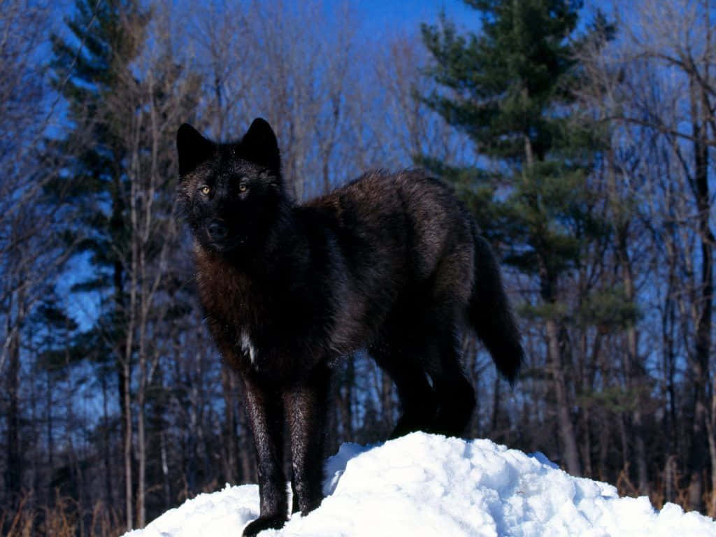 Timber Wolf 桌布 壁紙 — 一隻黑狼在晴朗的藍天下，警覺地站在冬季森林的雪堆上。