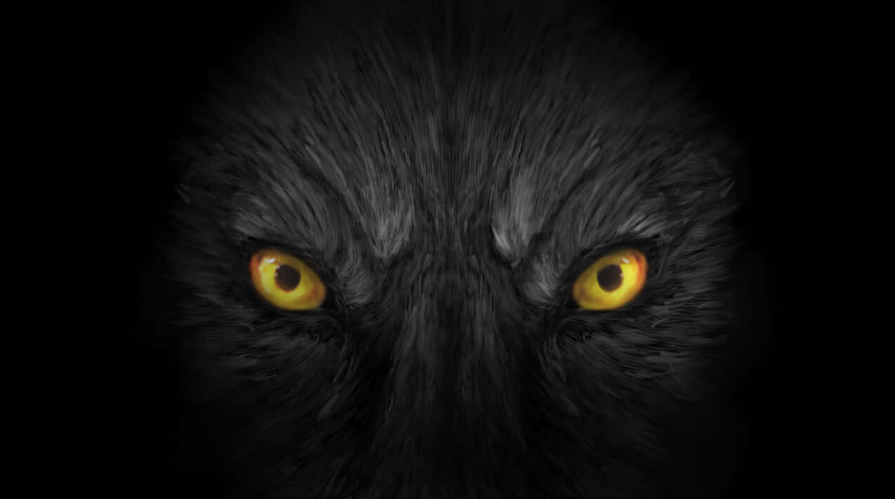 Wolf Eyes 桌布 壁紙 — 一隻黑狼強烈發光的黃色眼睛在黑暗背景下直視觀眾的特寫。