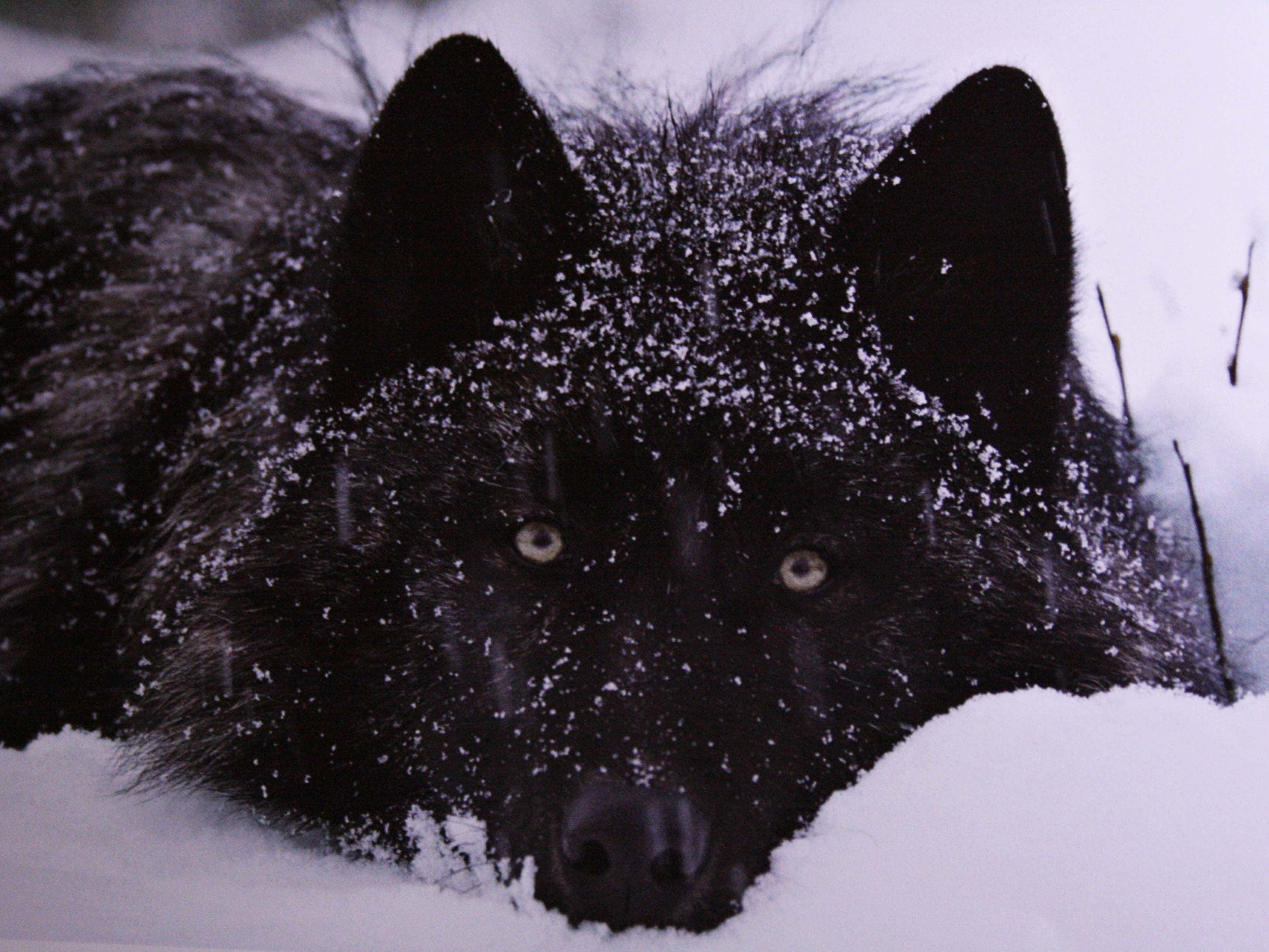 Alpha Wolf 桌布 壁紙 — 一隻黑狼披著沾雪皮毛，從雪地景觀中凝視，琥珀色眼睛穿透冬日陰暗。