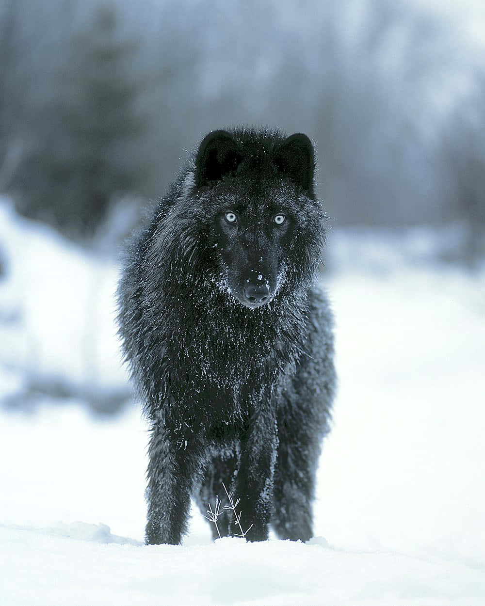 Wolf In Snow 桌布 壁紙 — 一隻黑狼擁有銳利的藍色眼睛，在白雪覆蓋的冬季森林中警覺地站立，雪花灑落在牠濃密的毛髮上。
