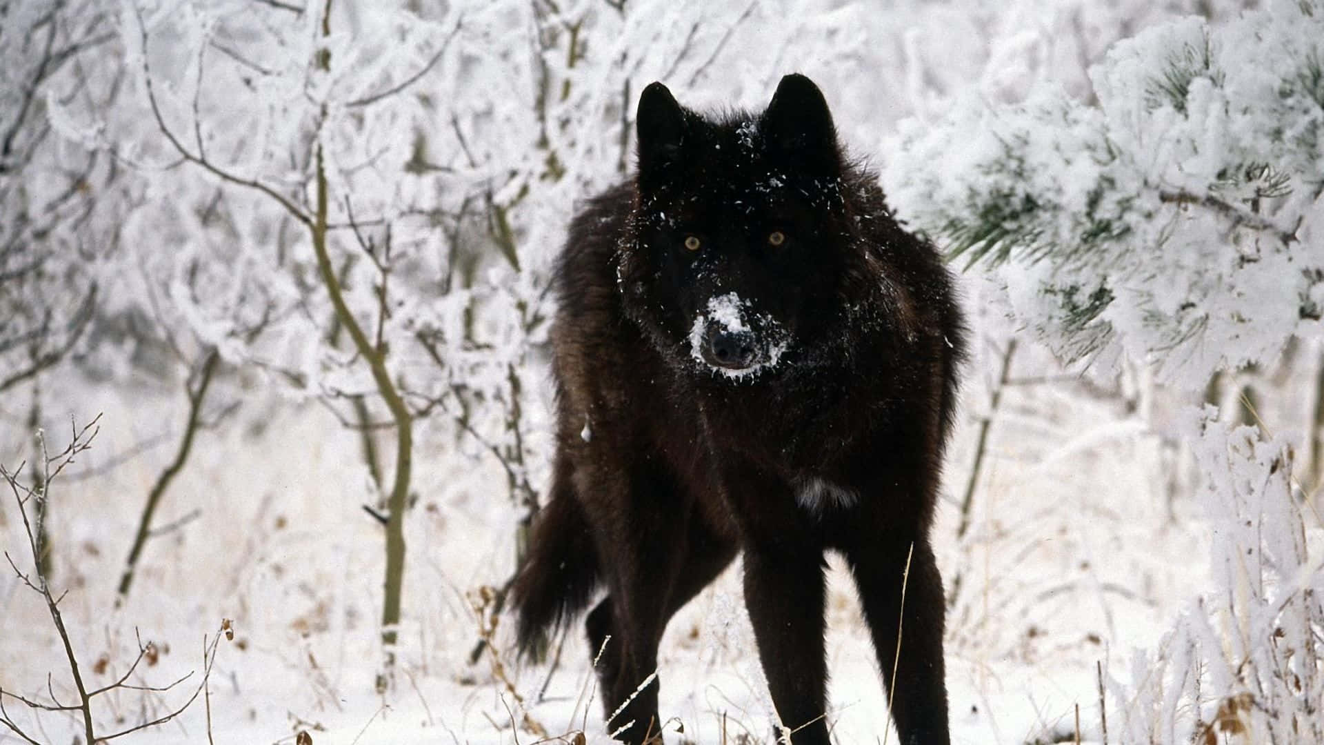 一隻黑狼站在雪地上 壁紙