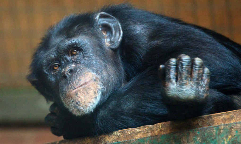 Wildlife Conservation 桌布 壁紙 — 一隻黑猩猩將頭和手擱在木架上，露出沉思表情的特寫。
