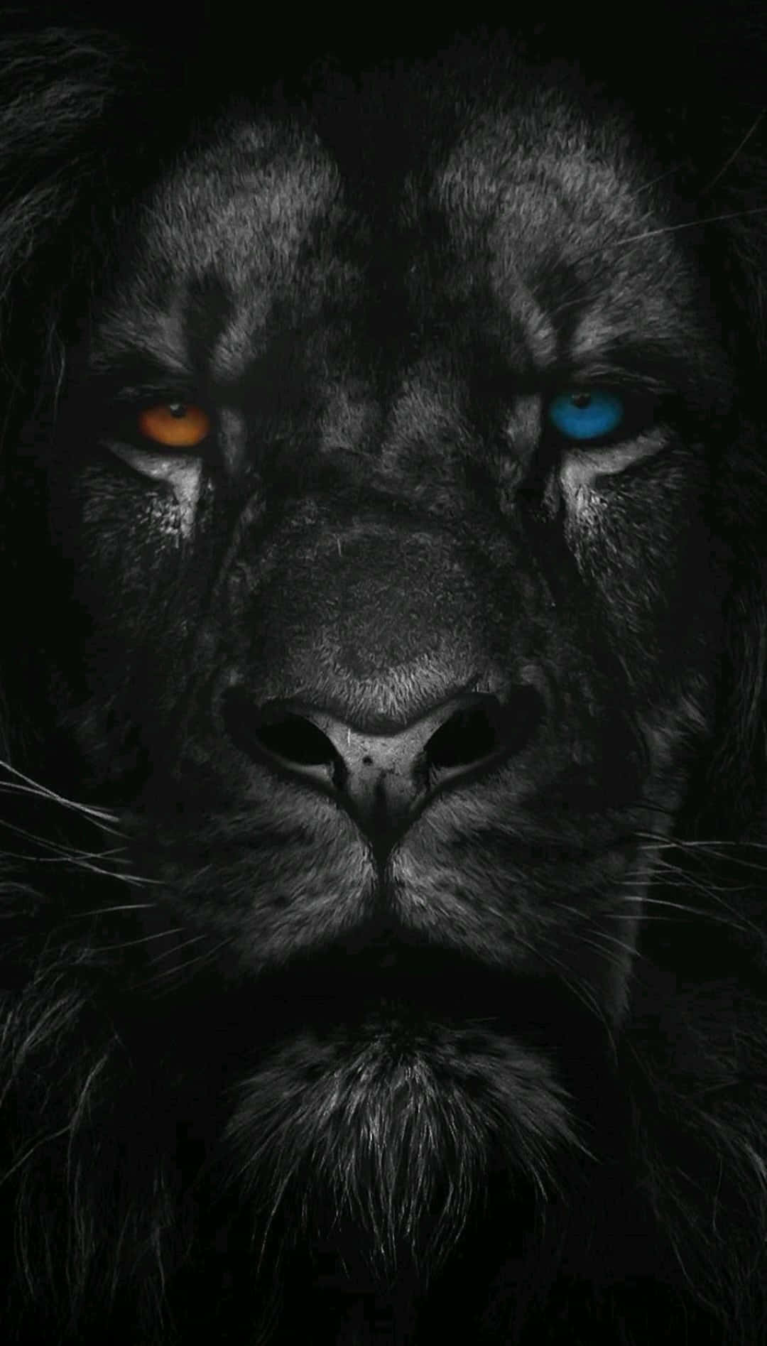 Black Lion 桌布 壁紙 — 一隻黑獅子的特寫，有一隻橙色和一隻藍色的眼睛，在黑暗背景下強烈凝視。