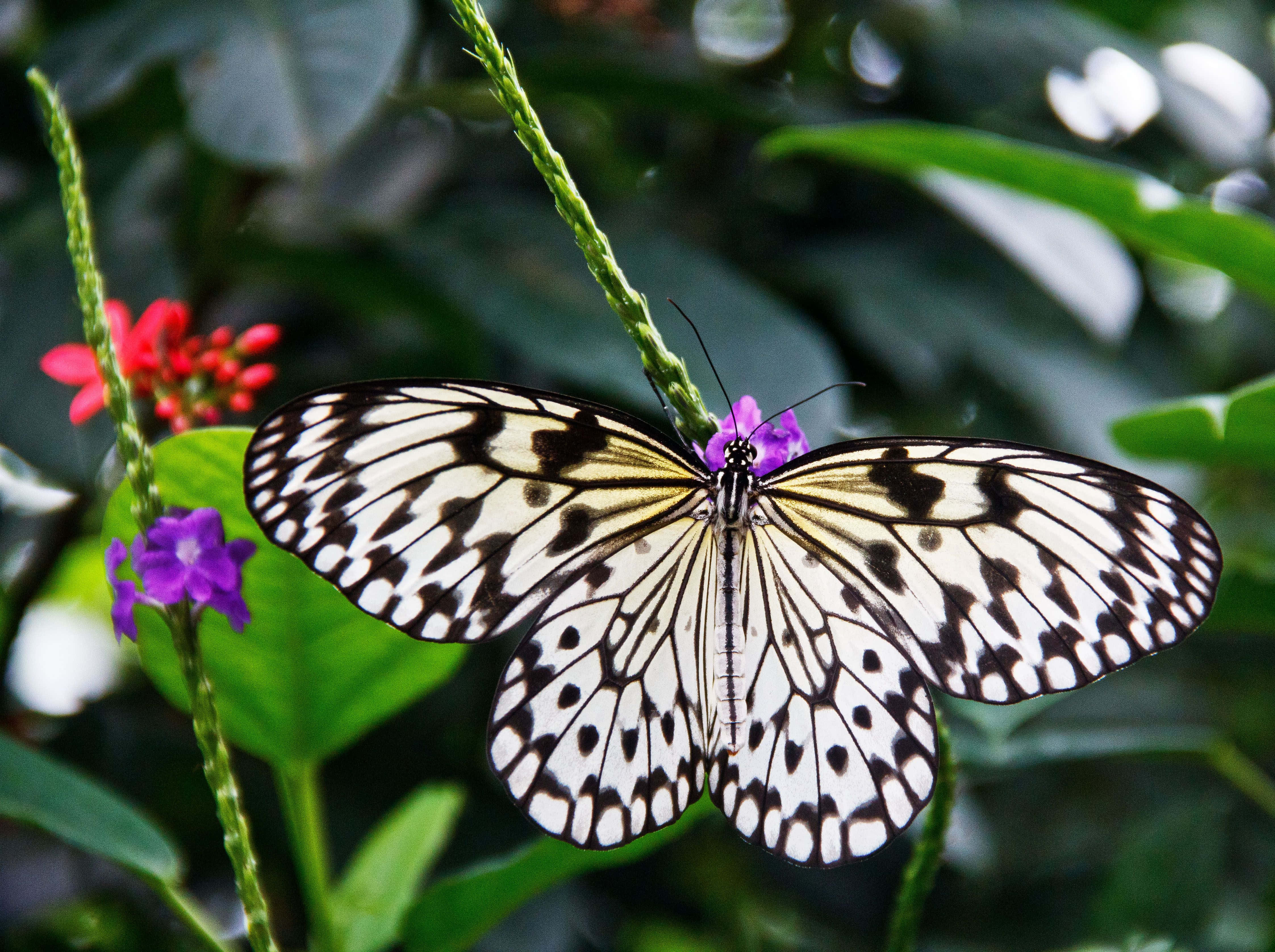 Butterfly Zoo 桌布 壁紙 — 一隻黑白圖案的蝴蝶輕輕停在一朵紫色花上，周圍是茂密的綠色葉子和紅色花朵。