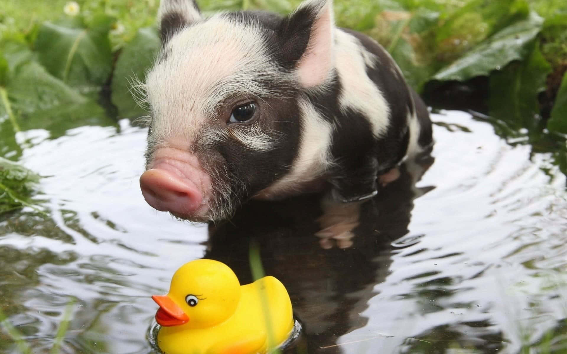 Piggy 桌布 壁紙 — 一隻黑白小豬喺水度涉水，旁邊係一隻被綠色樹葉包圍嘅黃色橡膠鴨。