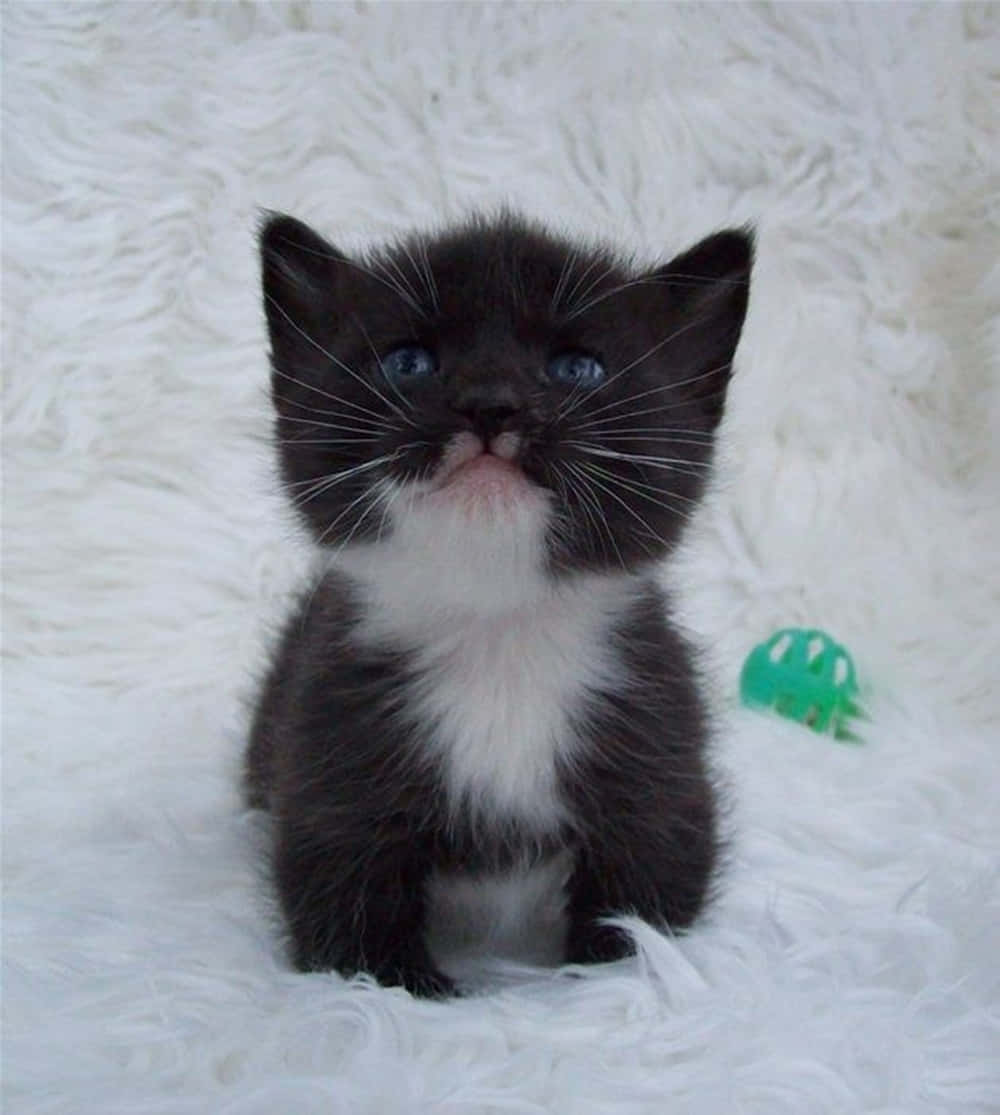 Manx Cat 桌布 壁紙 — 一隻黑白小貓咪，有著明亮的藍色眼睛，可愛地坐在毛茸茸的白色地毯上。