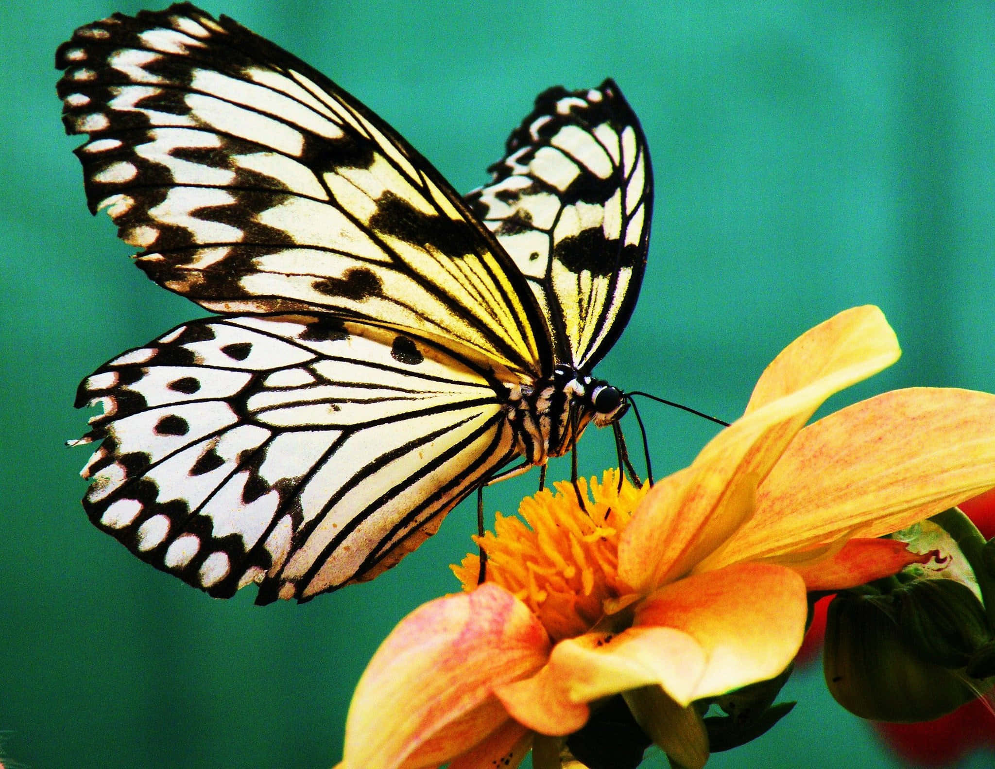 Butterfly Photos 桌布 壁紙 — 一隻黑白相間、翅膀圖案複雜的蝴蝶，輕輕停在一朵鮮豔的橙色花朵上，背景是藍綠色。