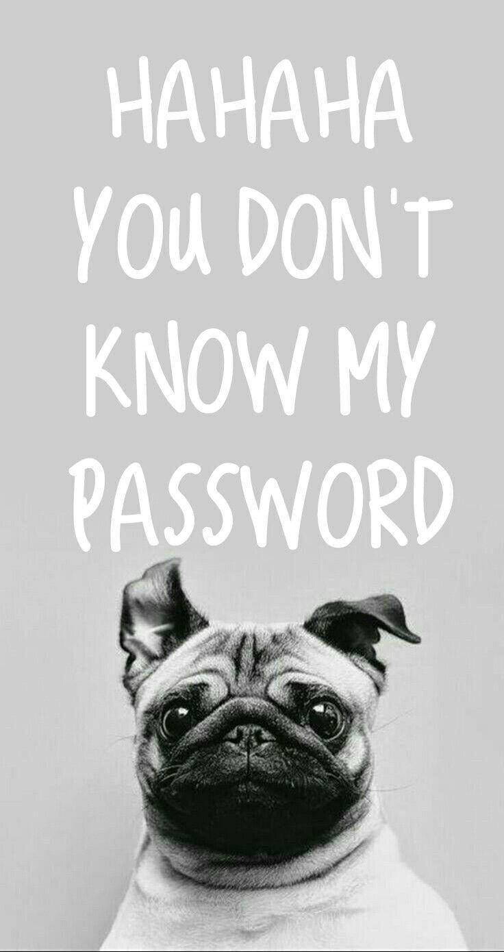 Pug 桌布 壁紙 — 一隻黑白相間的八哥犬在粗體白色文字 'HAHAHA 你不知道我的密碼' 下方嚴肅地凝視。