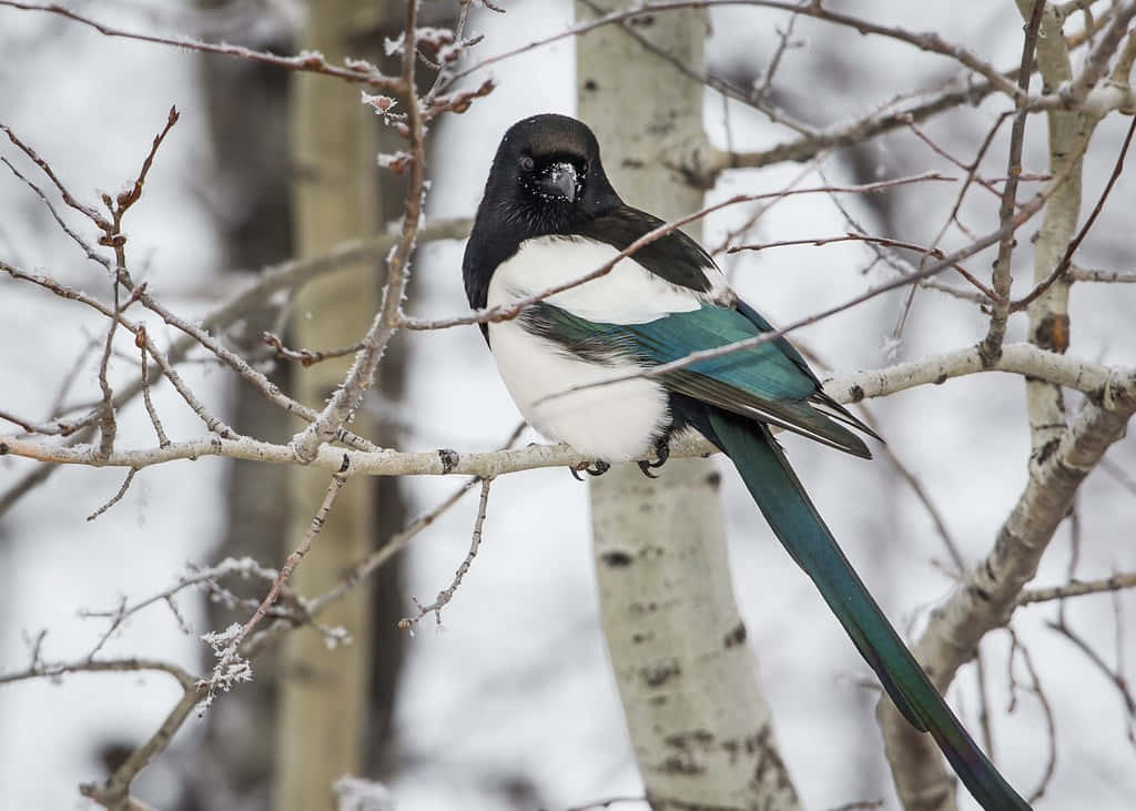 Magpies And Crows 桌布 壁紙 — 一隻黑白相間的喜鵲，帶有虹彩藍綠色翅膀，棲息在冬日森林中灑滿白雪的樹枝上。