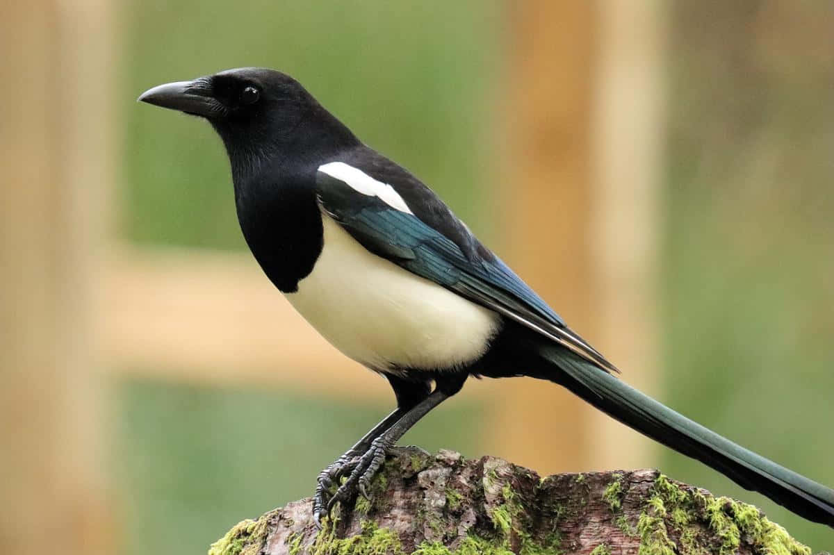 Magpies And Crows 桌布 壁紙 — 一隻黑白相間的喜鵲，帶有虹彩藍色翅膀，警覺地棲息在長滿苔蘚的樹樁上，背景是柔和模糊的綠色。