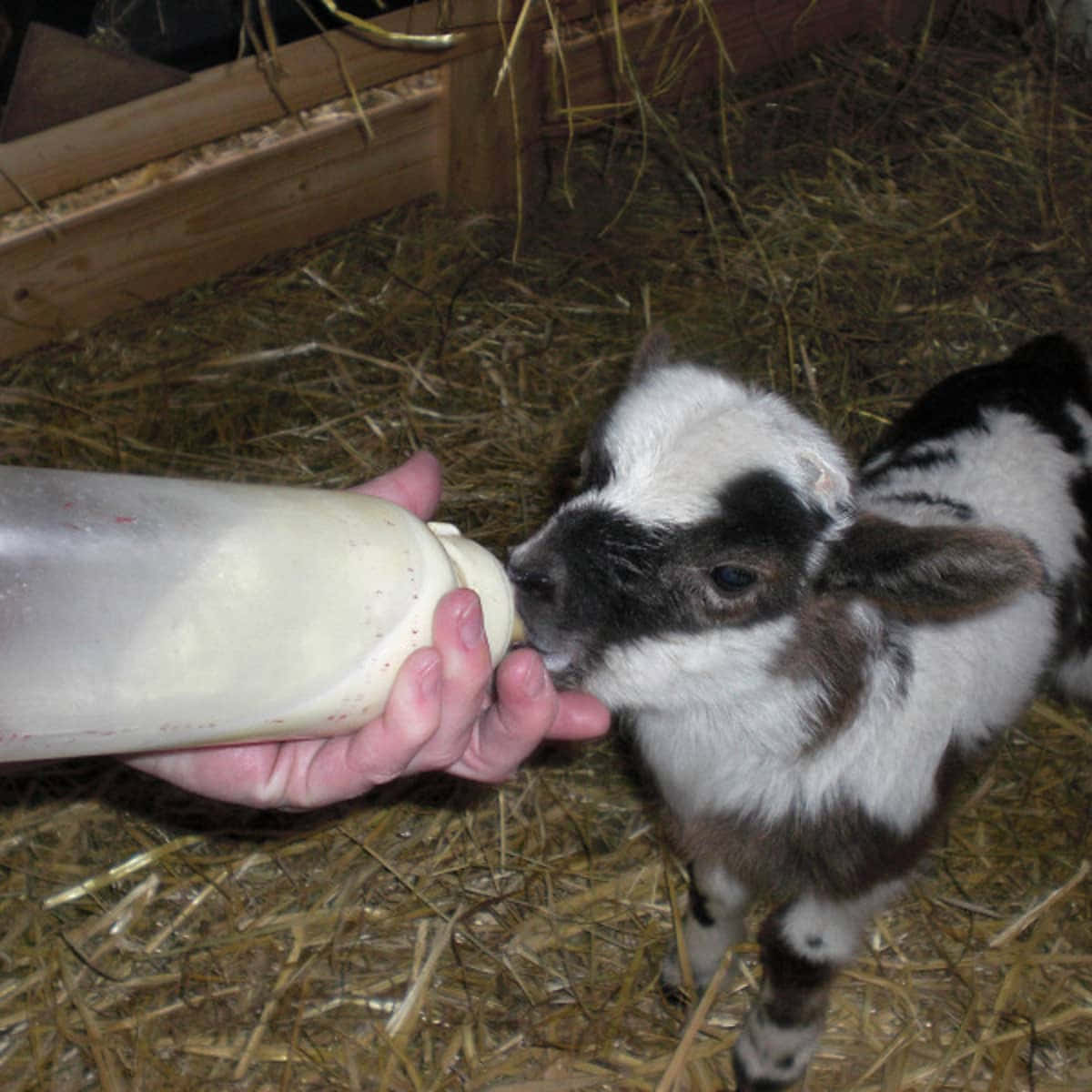 Lamb 桌布 壁紙 — 一隻黑白相間的小山羊在充滿稻草的穀倉裡，急切地從人類手中拿著的奶瓶喝奶。