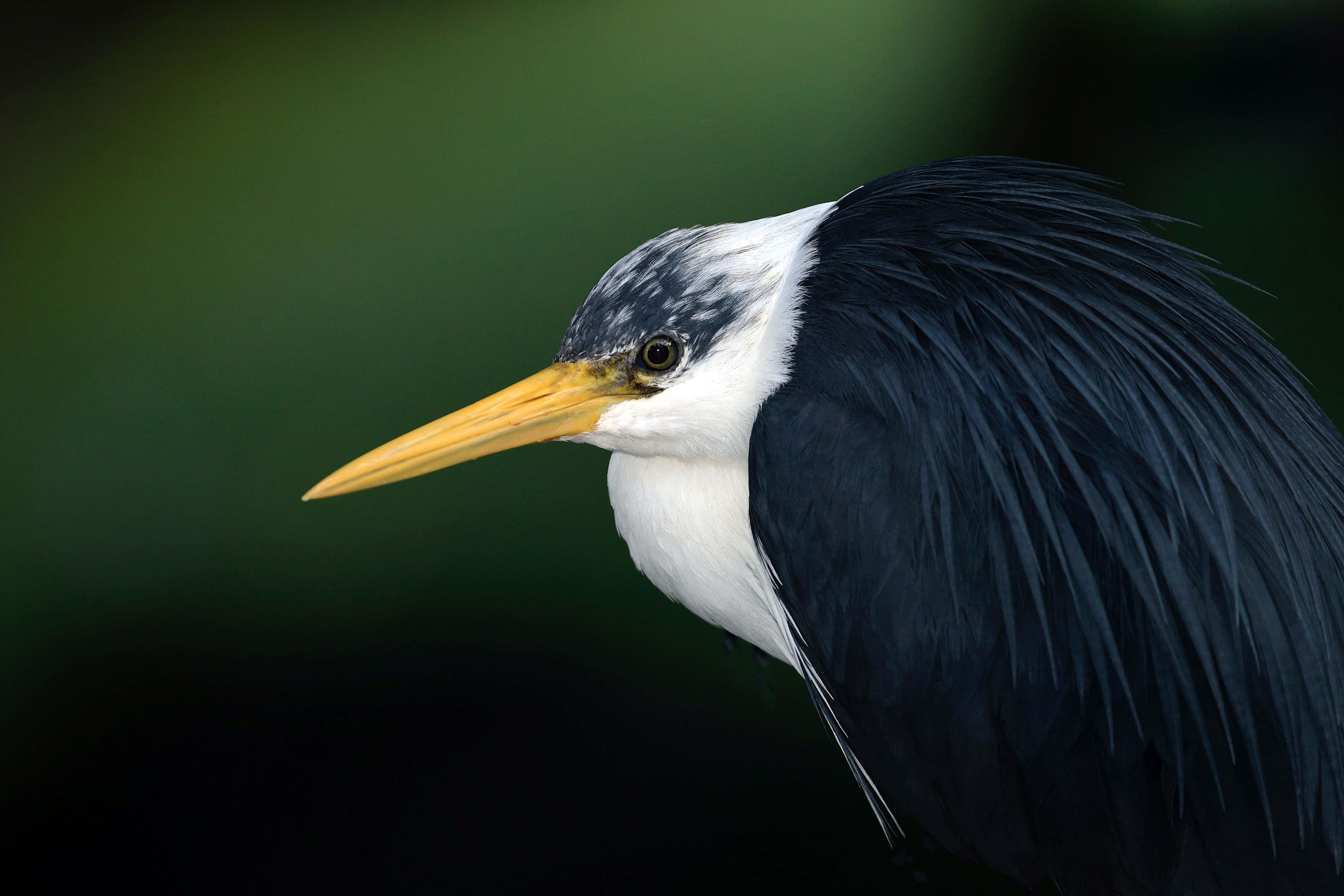 Heron 桌布 壁紙 — 一隻黑白羽毛、長黃色喙的鳥類特寫，背景為模糊的綠色。