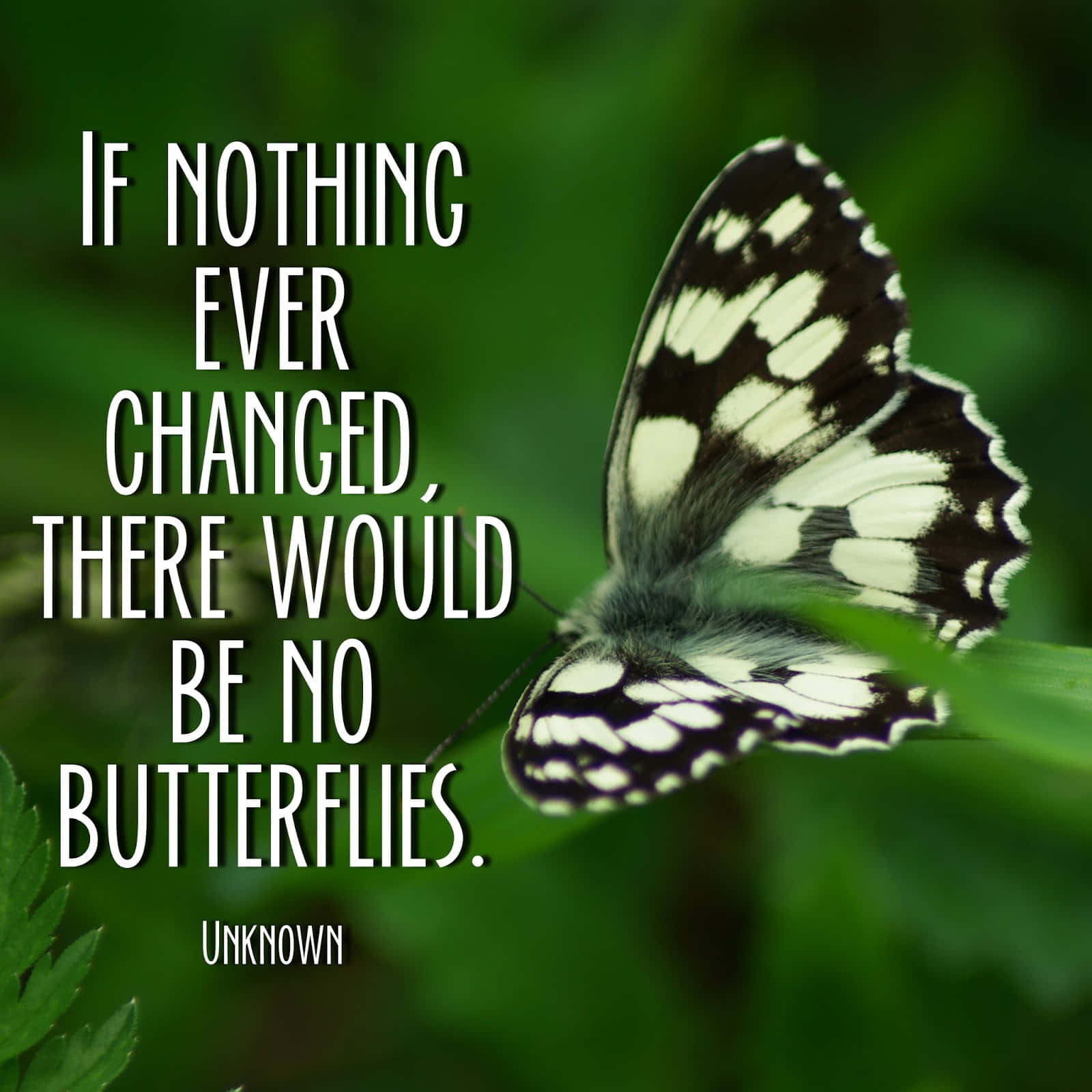 Butterfly Quotes 桌布 壁紙 — 一隻黑白蝴蝶優雅地停在一片綠葉上，背景是模糊的森林，並帶有鼓舞人心的文字疊加。