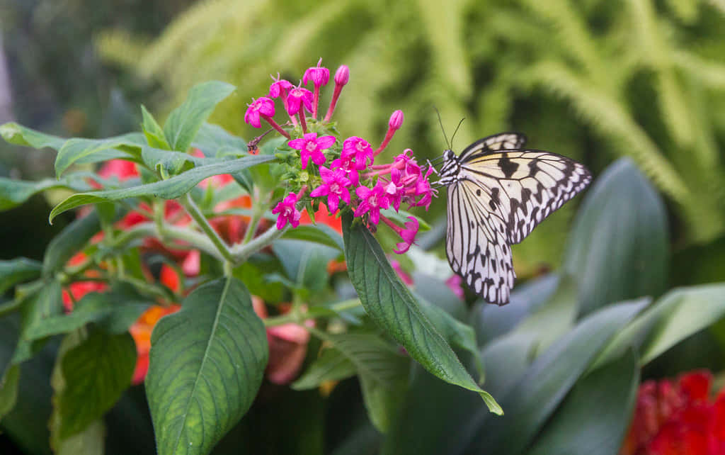 Butterfly Zoo 桌布 壁紙 — 一隻黑白蝴蝶優雅地停落在鮮豔的粉紅色花朵上，四周是茂密的綠色葉子。