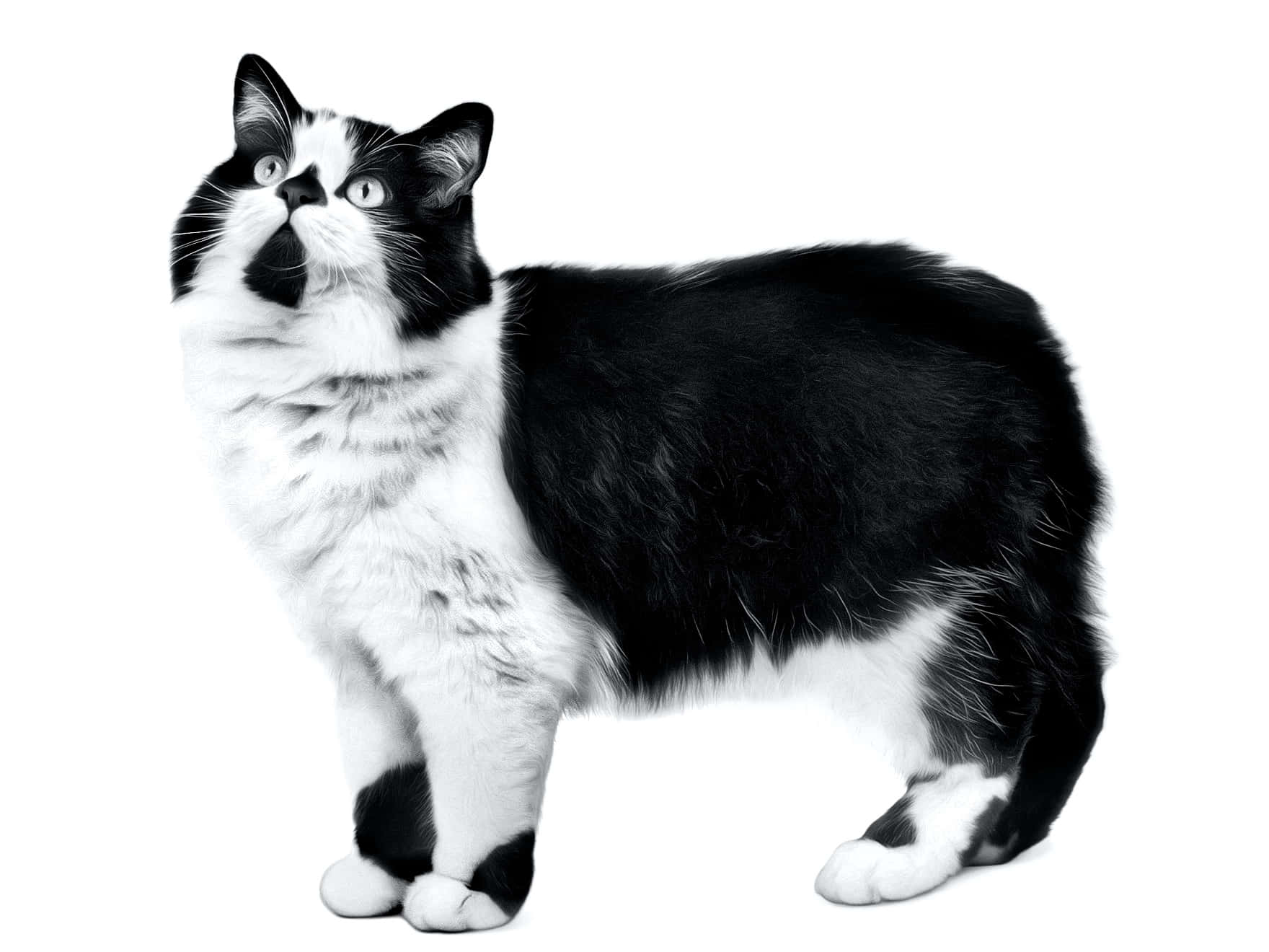 Cymric 桌布 壁紙 — 一隻黑白貓咪在純白背景下警覺地站立，目光向上，睜著一雙充滿好奇的大眼睛。