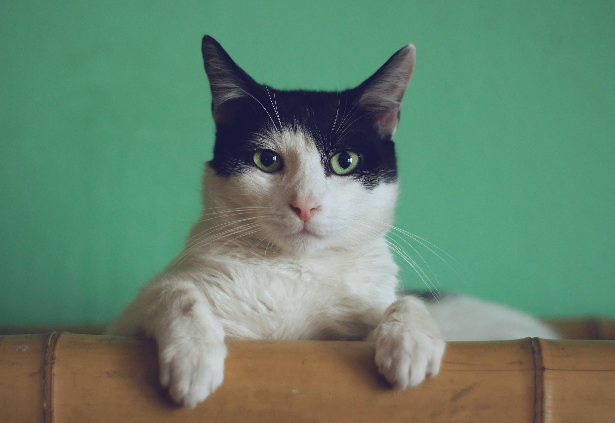 Cute Cat Aesthetic 桌布 壁紙 — 一隻黑白貓咪擁有引人注目的綠色眼睛，將爪子擱在竹架上，背景是純青色。