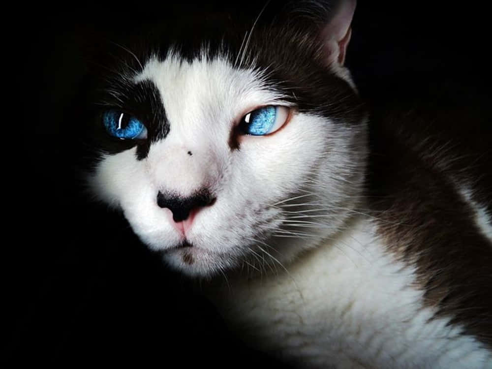 Ojos Azules Cat 桌布 壁紙 — 一隻黑白貓咪的特寫，擁有引人注目的藍色眼睛，在深色背景下強烈凝視。