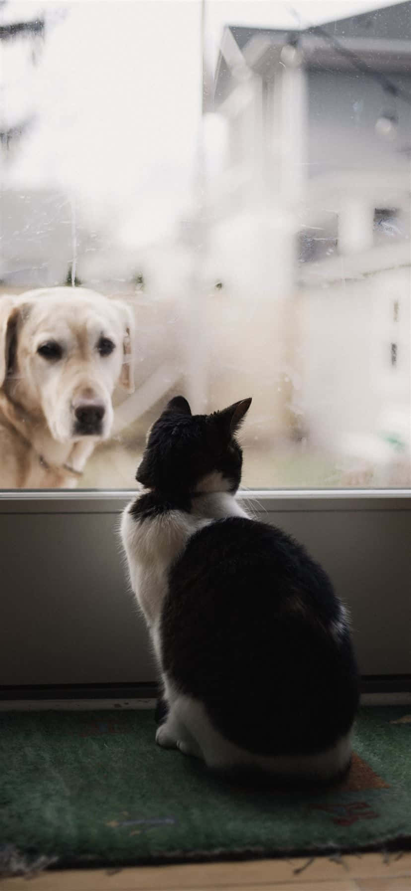 Yellow Labrador 桌布 壁紙 — 一隻黑白貓坐在綠色墊子上，專注地盯著一隻透過雨痕斑斑的窗戶觀看的金毛尋回犬。