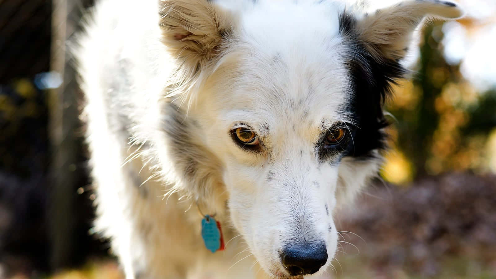 一隻黑白邊境牧羊犬坐在草地 壁紙 — 一隻黑白狗在柔和陽光下，用溫暖的眼神凝視著鏡頭的特寫。