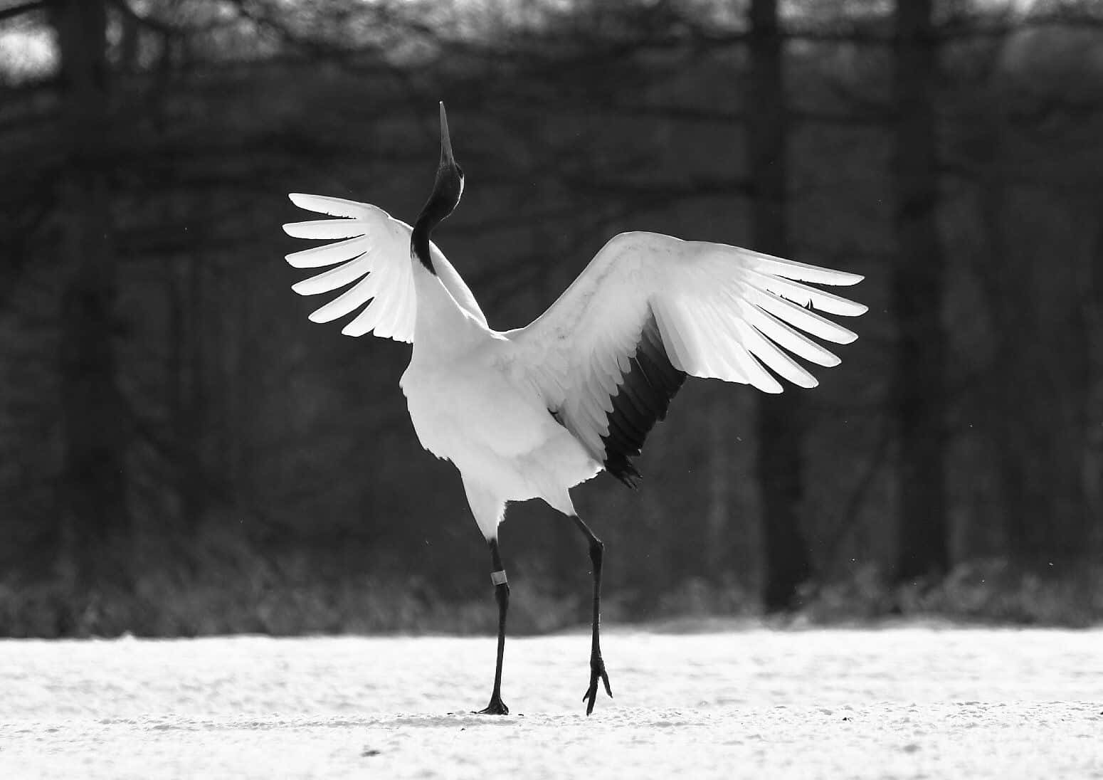 Beautiful Birds 桌布 壁紙 — 一隻黑白鶴在雪地上張開翅膀，背後有光禿禿的樹木。