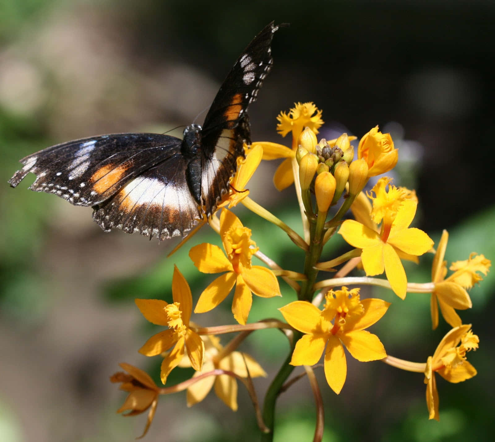 Butterfly Zoo 桌布 壁紙 — 一隻黑色、橙色和白色的蝴蝶，輕盈地停駐在鮮黃色的蘭花上，背景是柔和模糊的綠色。