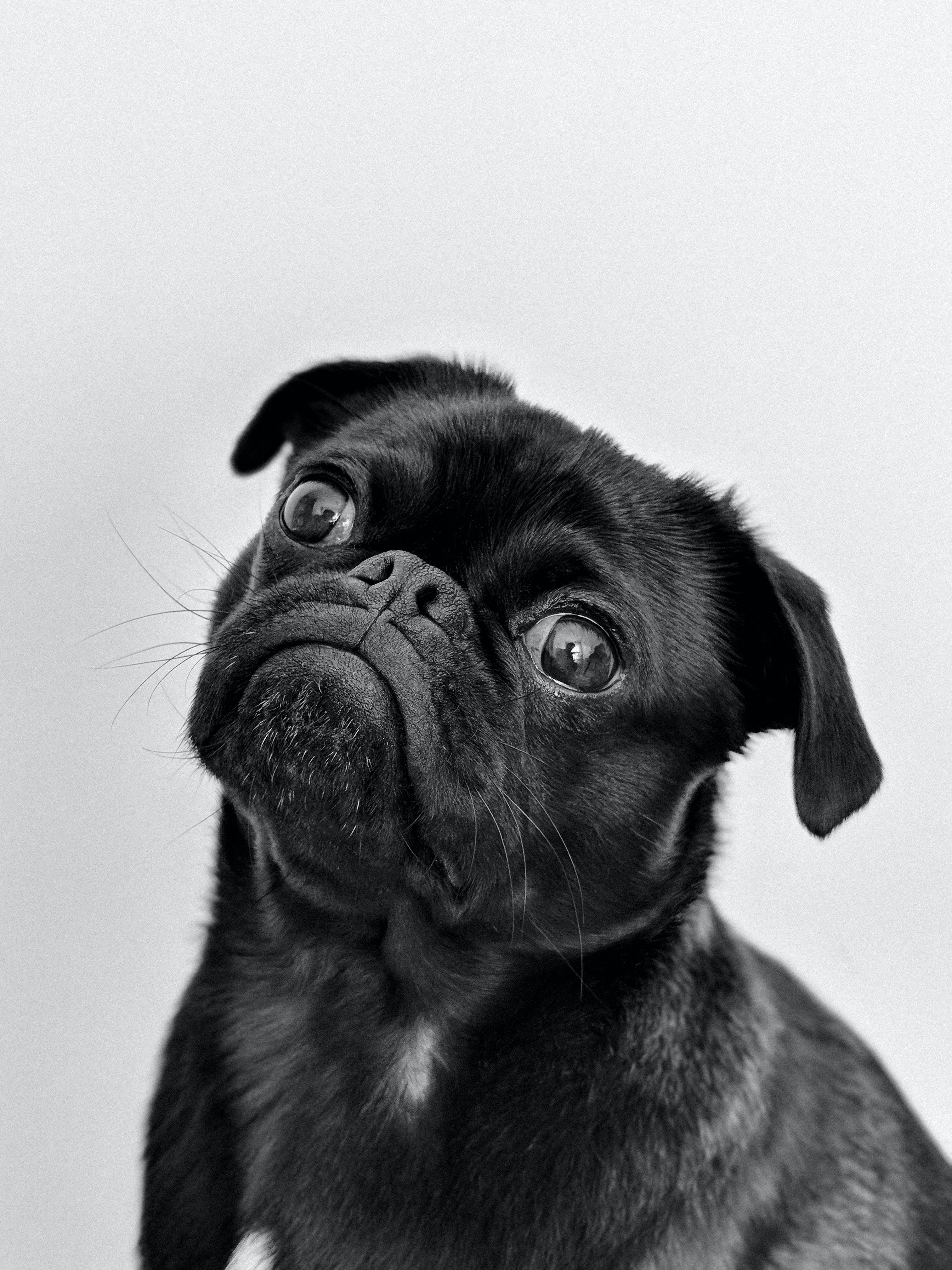 Pug 桌布 壁紙 — 一隻黑色八哥犬幼崽在純白背景前，以引人注目的黑白肖像照中，睜著大大的好奇眼睛向上看。