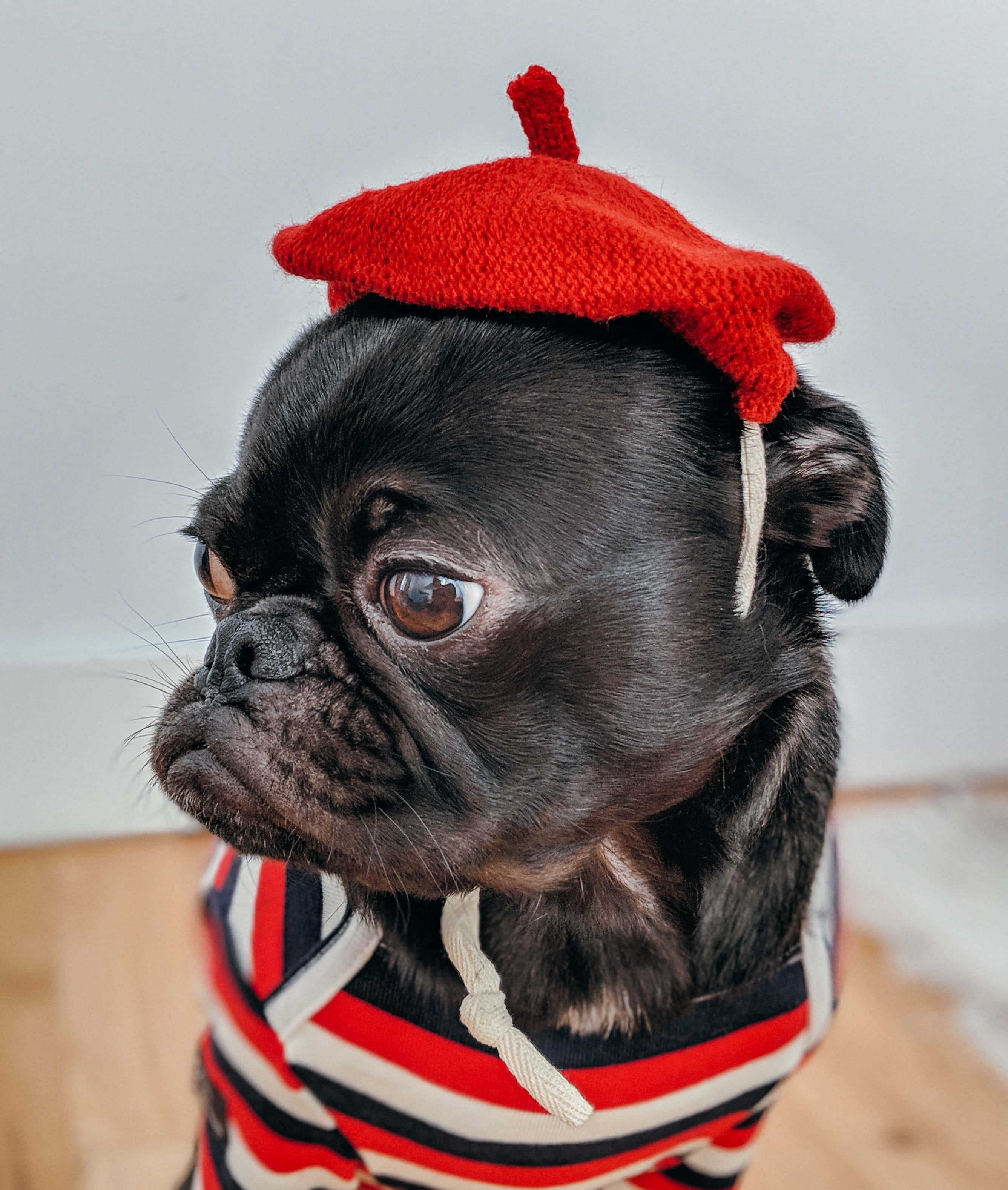 Dog Memes 桌布 壁紙 — 一隻黑色八哥犬戴著紅色針織貝雷帽，穿著紅白藍條紋毛衣，若有所思地望向一旁。