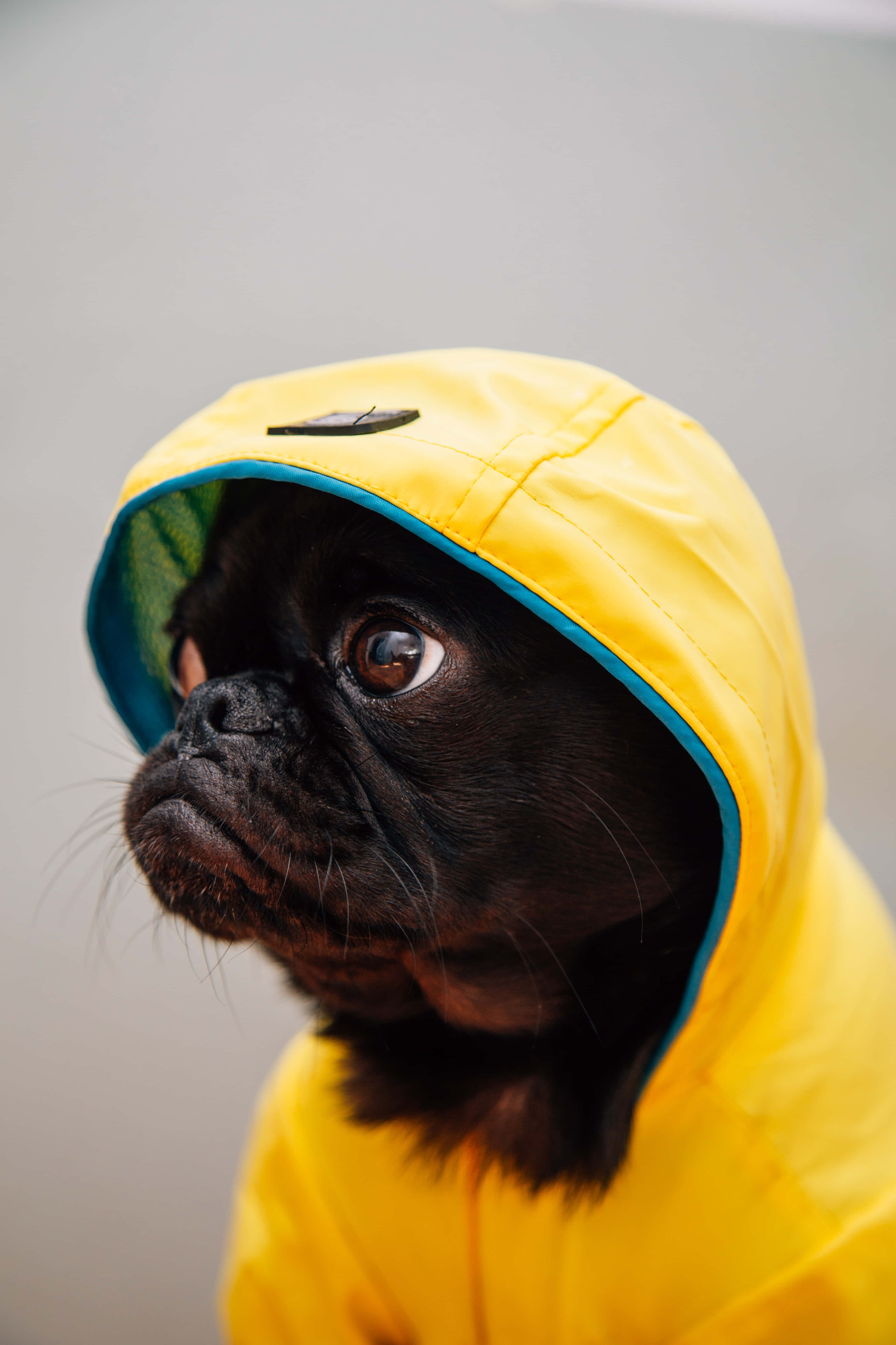 Yellow Raincoat 桌布 壁紙 — 一隻黑色八哥犬穿著鮮黃色雨衣，連帽內襯是藍綠色，牠睜著又大又好奇的眼睛向上望。