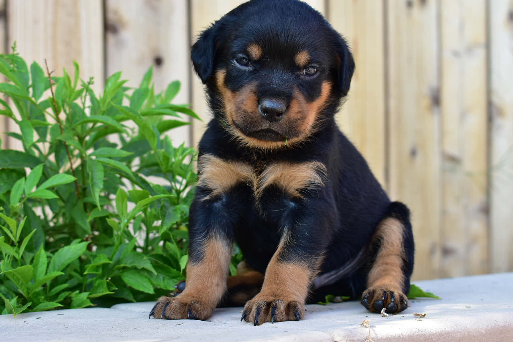 Rottweiler 桌布 壁紙 — 一隻黑色和棕色的洛威拿幼犬專注地坐在混凝土表面上，旁邊有綠色植物，後面有木柵欄。