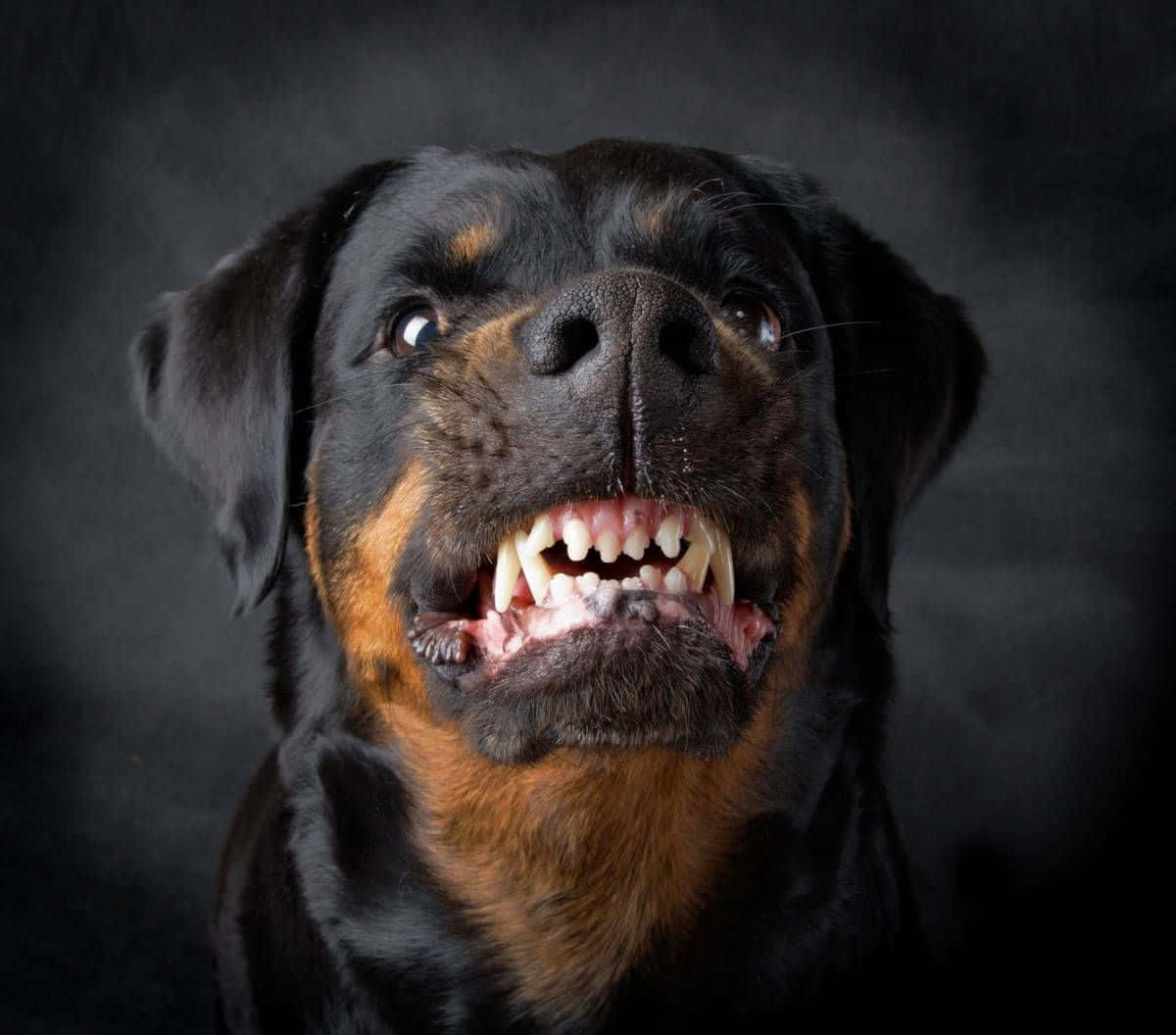 Rottweiler 桌布 壁紙 — 一隻黑色和棕褐色毛髮的羅威納犬在黑暗煙霧背景中露出牙齒，呈現兇猛的近距離特寫。