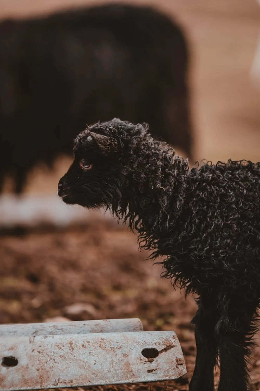 Black Sheep 桌布 壁紙 — 一隻黑色捲毛小羊側身站在生鏽的金屬欄杆旁，背景有一隻模糊的深色動物。
