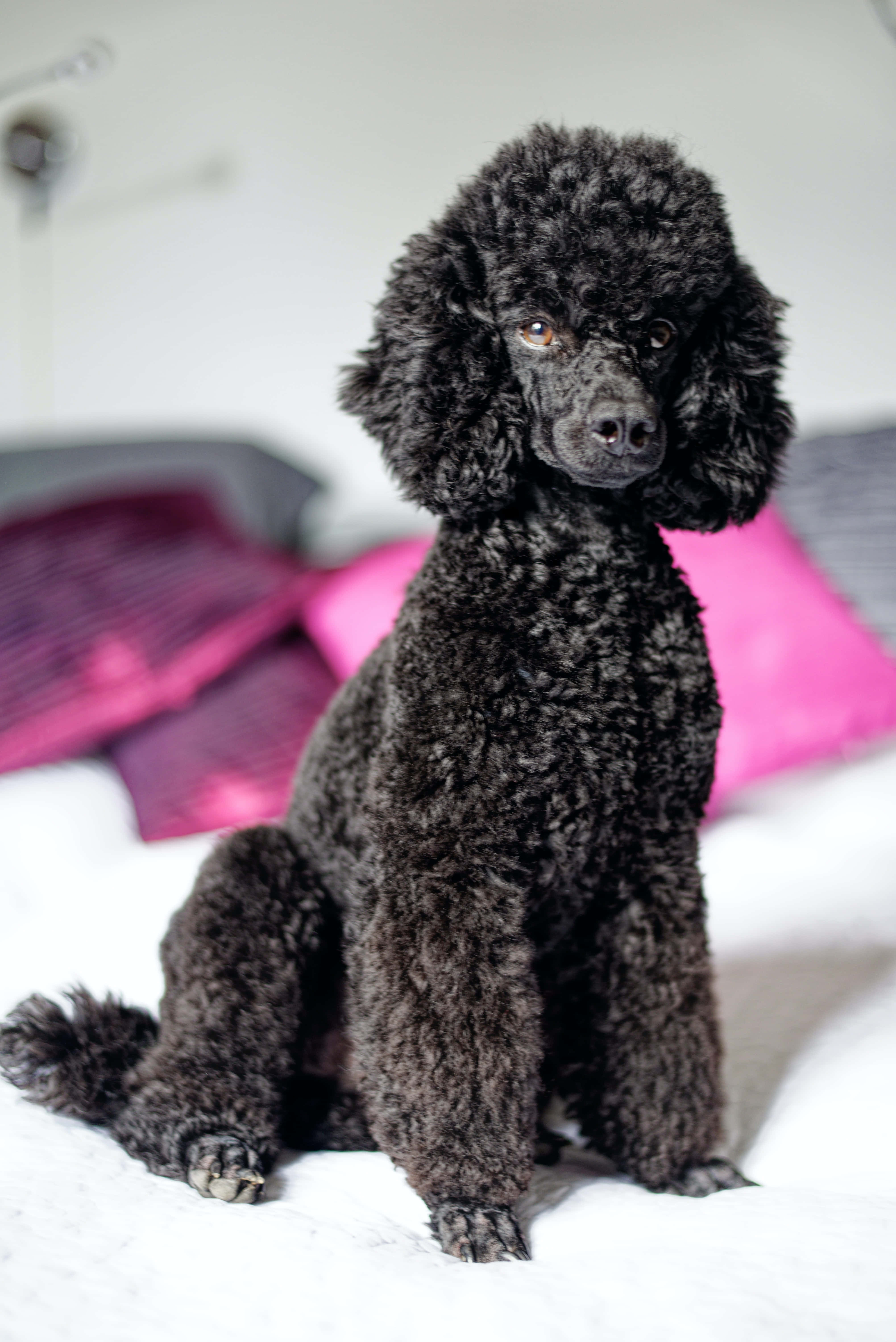 Poodle 桌布 壁紙 — 一隻黑色捲毛貴賓犬專注地坐在一張帶有粉紅色枕頭的白色床上，房間光線柔和。