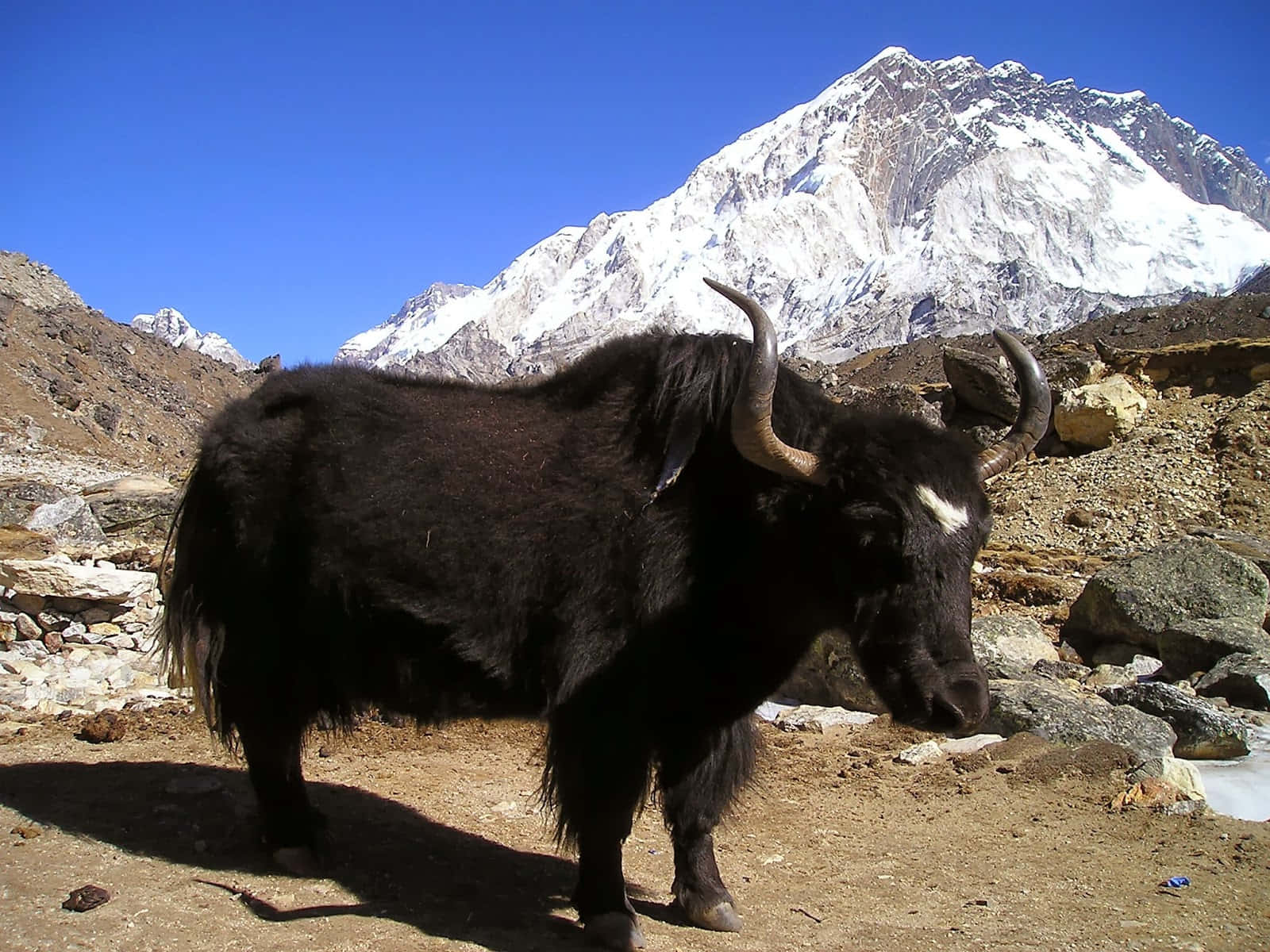 Yak 桌布 壁紙 — 一隻黑色氂牛，長著彎曲的角，站在岩石高地，背景是清澈的藍天和一座積雪覆蓋的山峰。