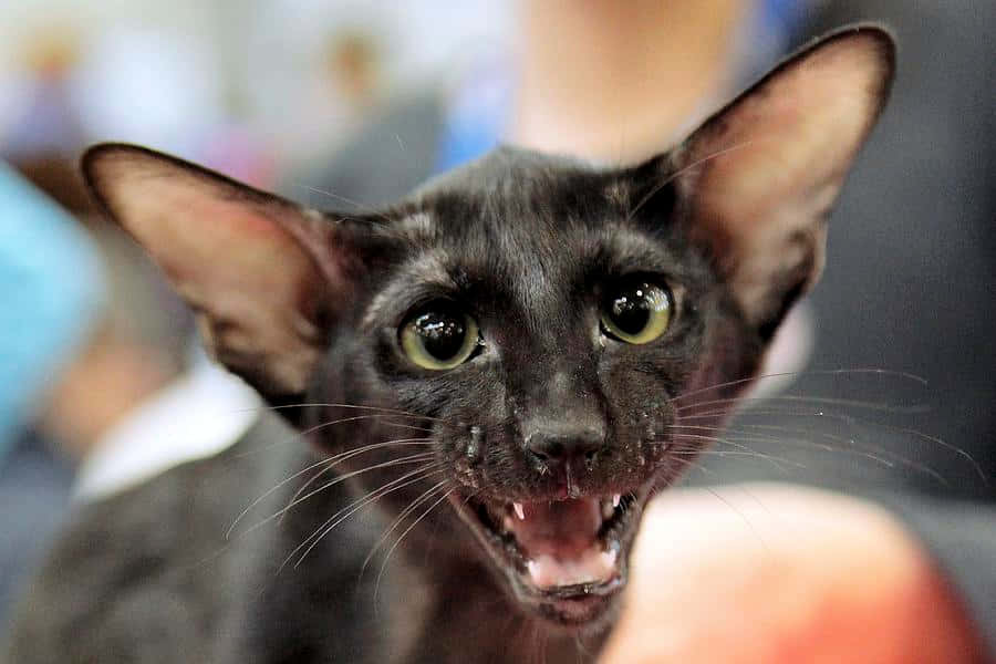Oriental Shorthair 桌布 壁紙 — 一隻黑色無毛貓的大特寫，有大耳朵和大眼睛，露出牙齒，表情兇猛。