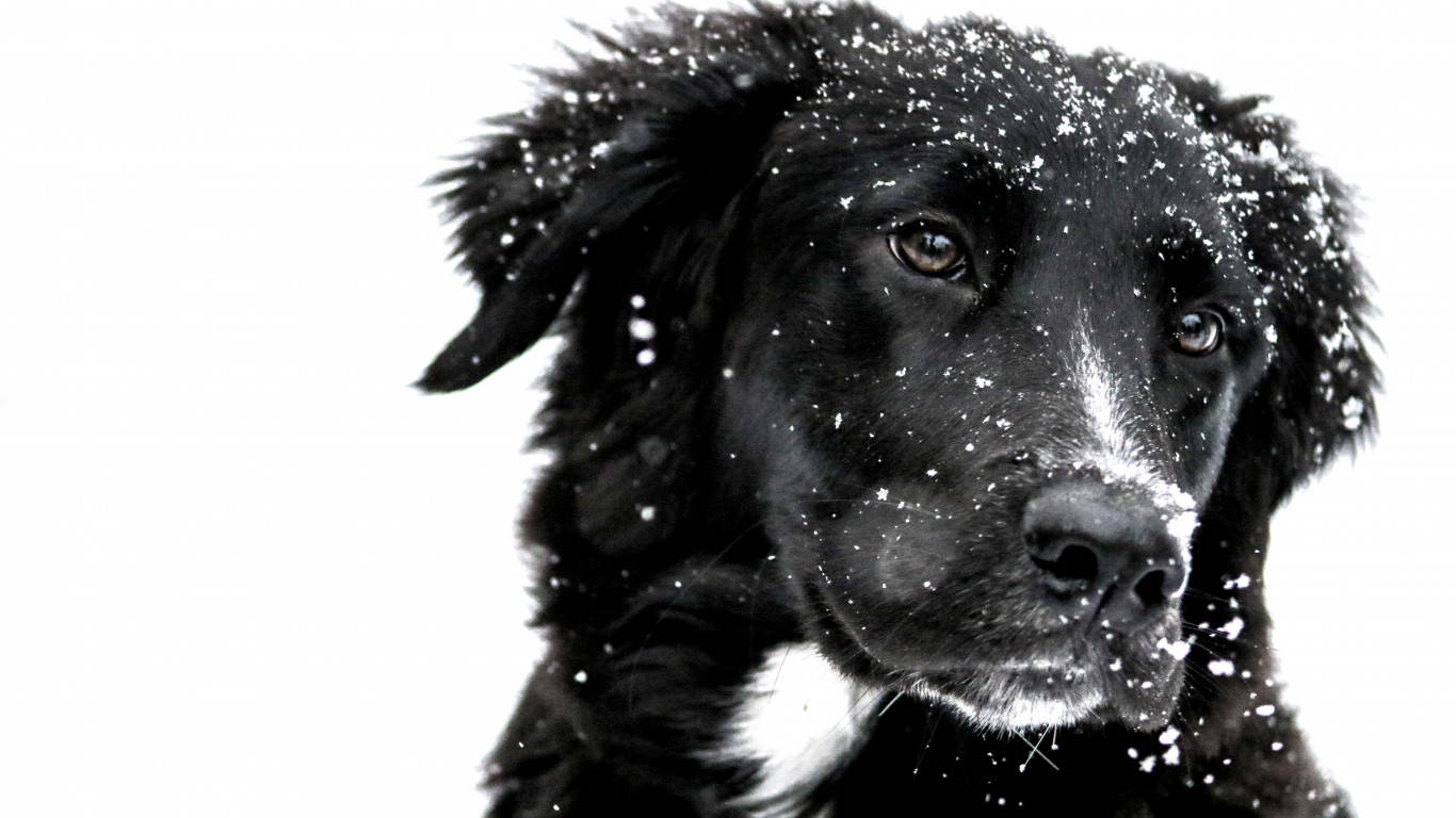 黑白 桌布 壁紙 — 一隻黑色狗，毛上有雪花，在明亮的白色雪景背景下平靜地凝視。