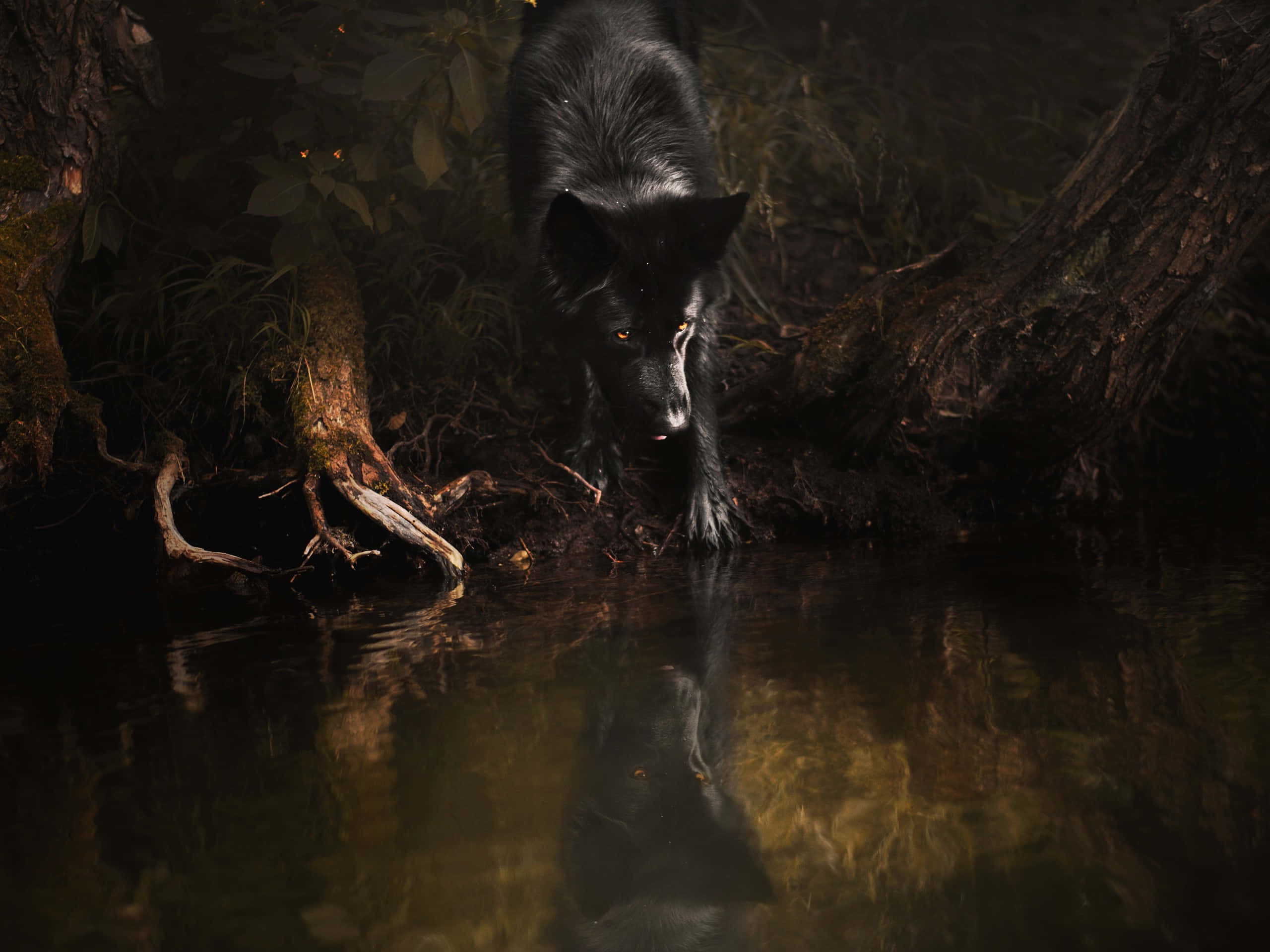 Wolf In Water 桌布 壁紙 — 一隻黑色狗，眼睛發出琥珀色光芒，小心翼翼地踏入被黑暗森林樹根和樹葉包圍的渾濁水中。
