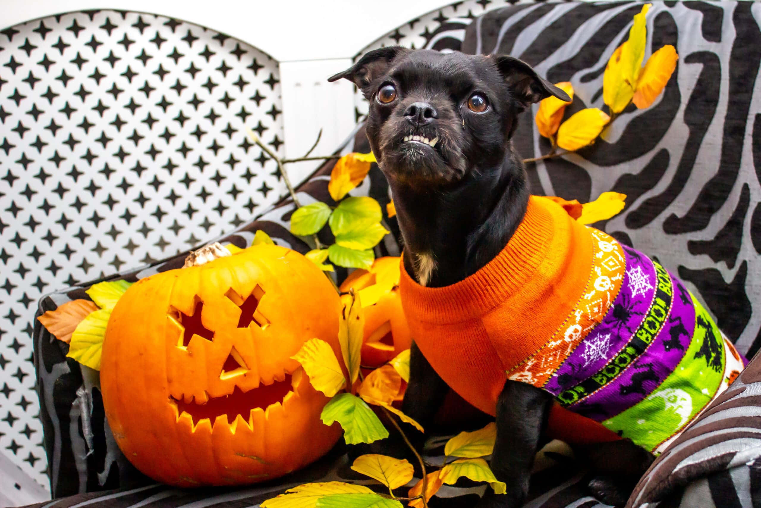 Halloween Pet Costumes 桌布 壁紙 — 一隻黑色狗穿著色彩繽紛的萬聖節毛衣，坐在一個雕刻南瓜旁邊，周圍是秋葉。