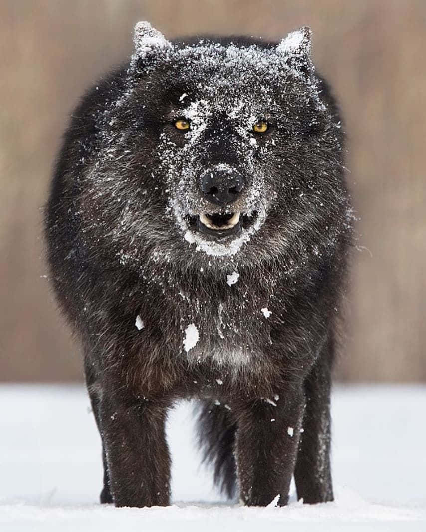 Wolf In Snow 桌布 壁紙 — 一隻黑色狼，毛皮上有雪花，在雪白的冬季景觀中警覺地站立。