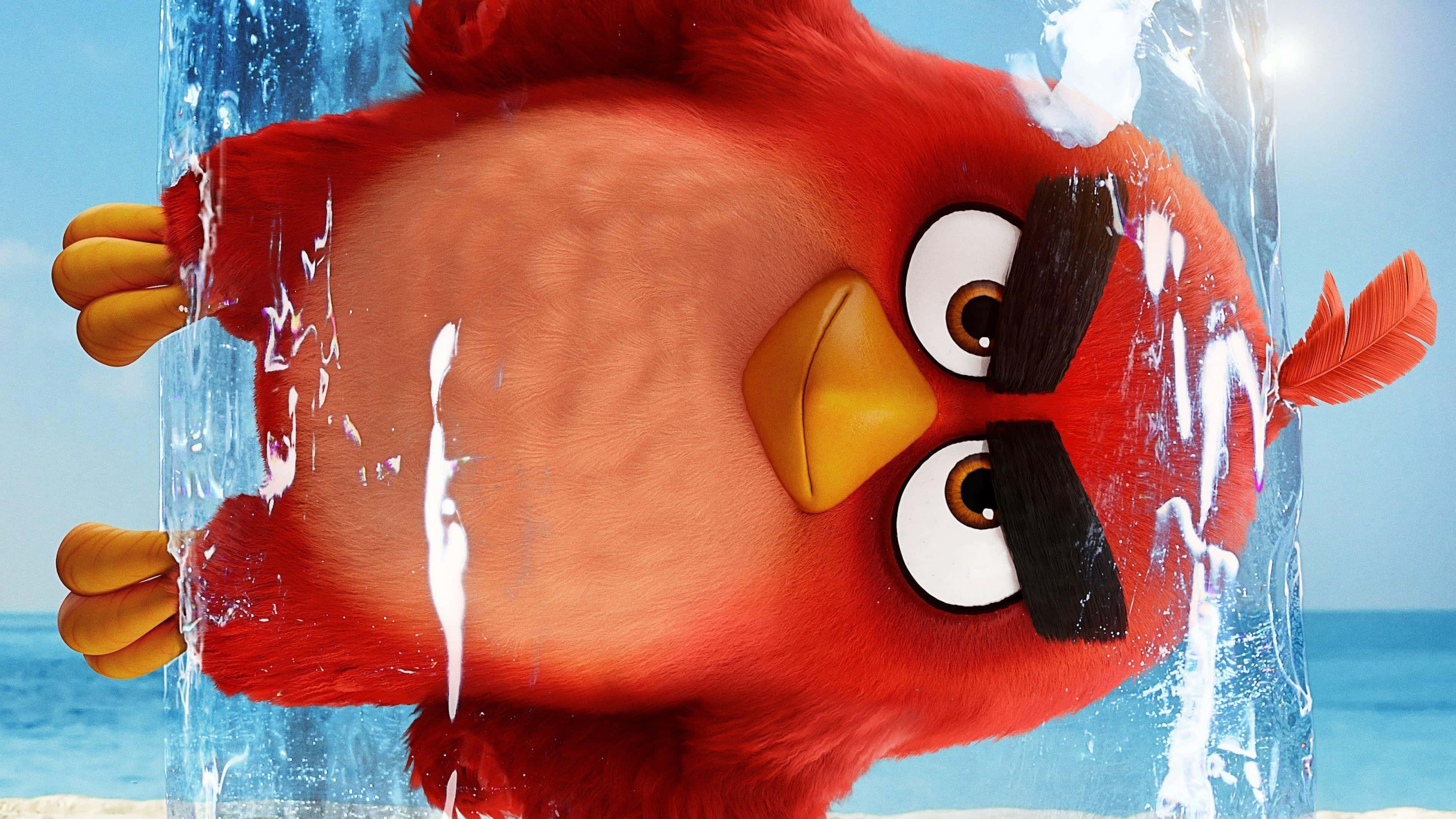 Angry Birds 桌布 壁紙 — 一隻黑色眉毛的紅色憤怒鳥被困在陽光海灘上正在融化的冰塊中。