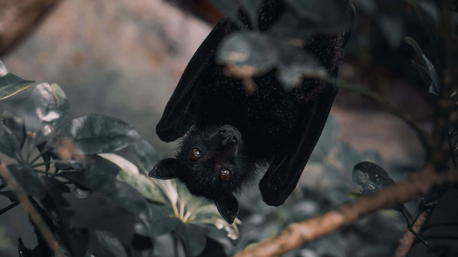 bat 桌布 壁紙 — 一隻黑色蝙蝠倒掛在樹枝上，周圍是茂密的綠葉，身處昏暗的森林中。