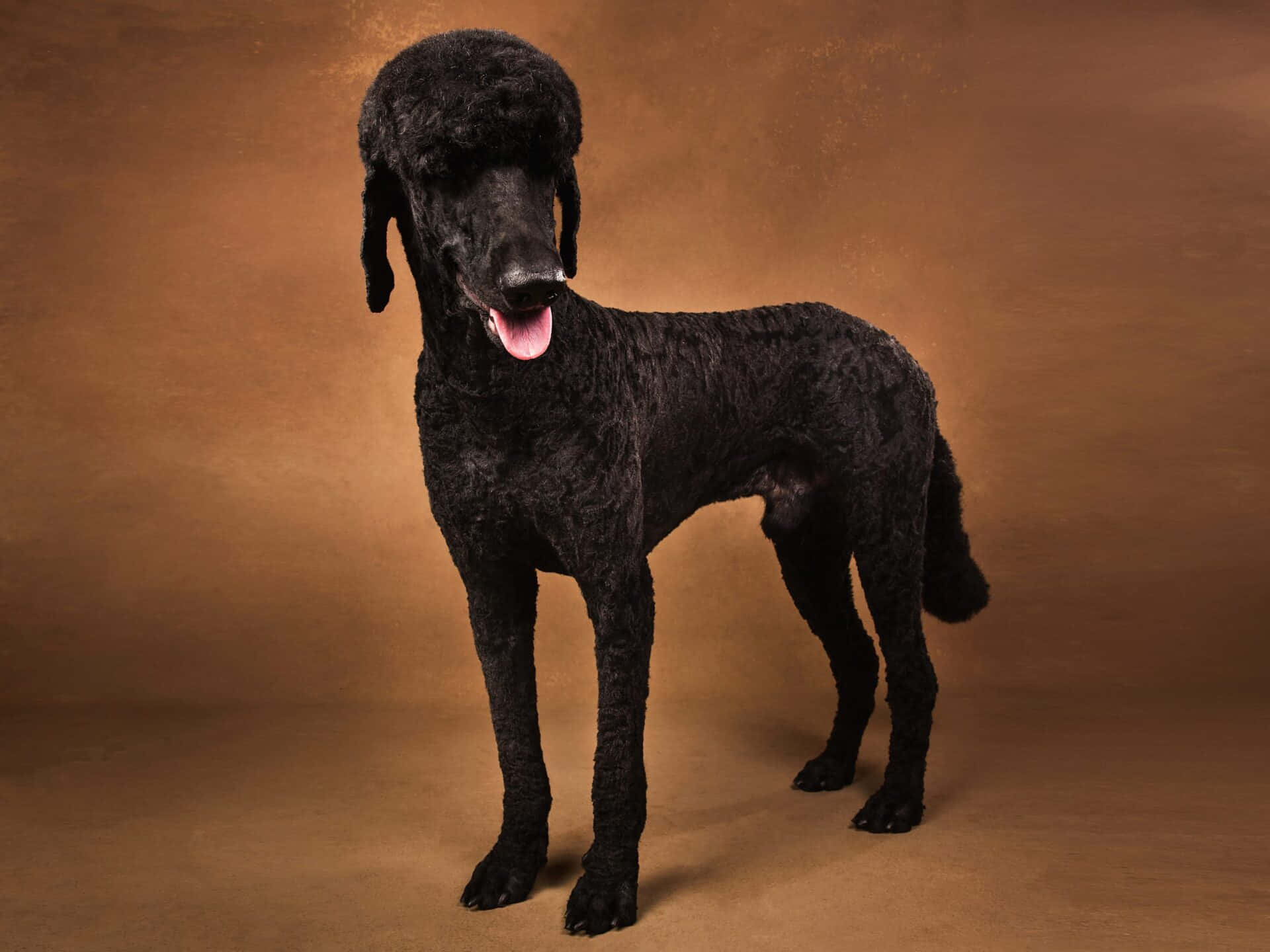 Poodle 桌布 壁紙 — 一隻黑色貴婦狗在溫暖的棕色攝影棚背景前自豪地站著，伸出舌頭。