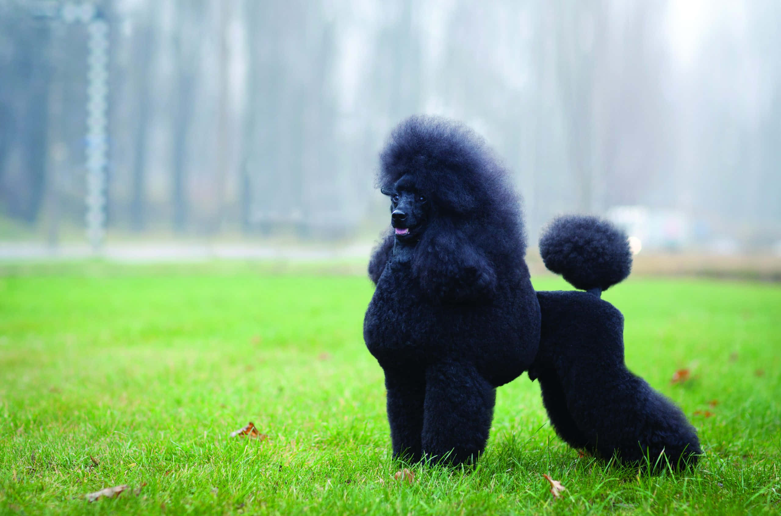 Poodle 桌布 壁紙 — 一隻黑色貴賓犬在充滿活力的綠色草地上優雅站立，背景是霧氣瀰漫的森林。
