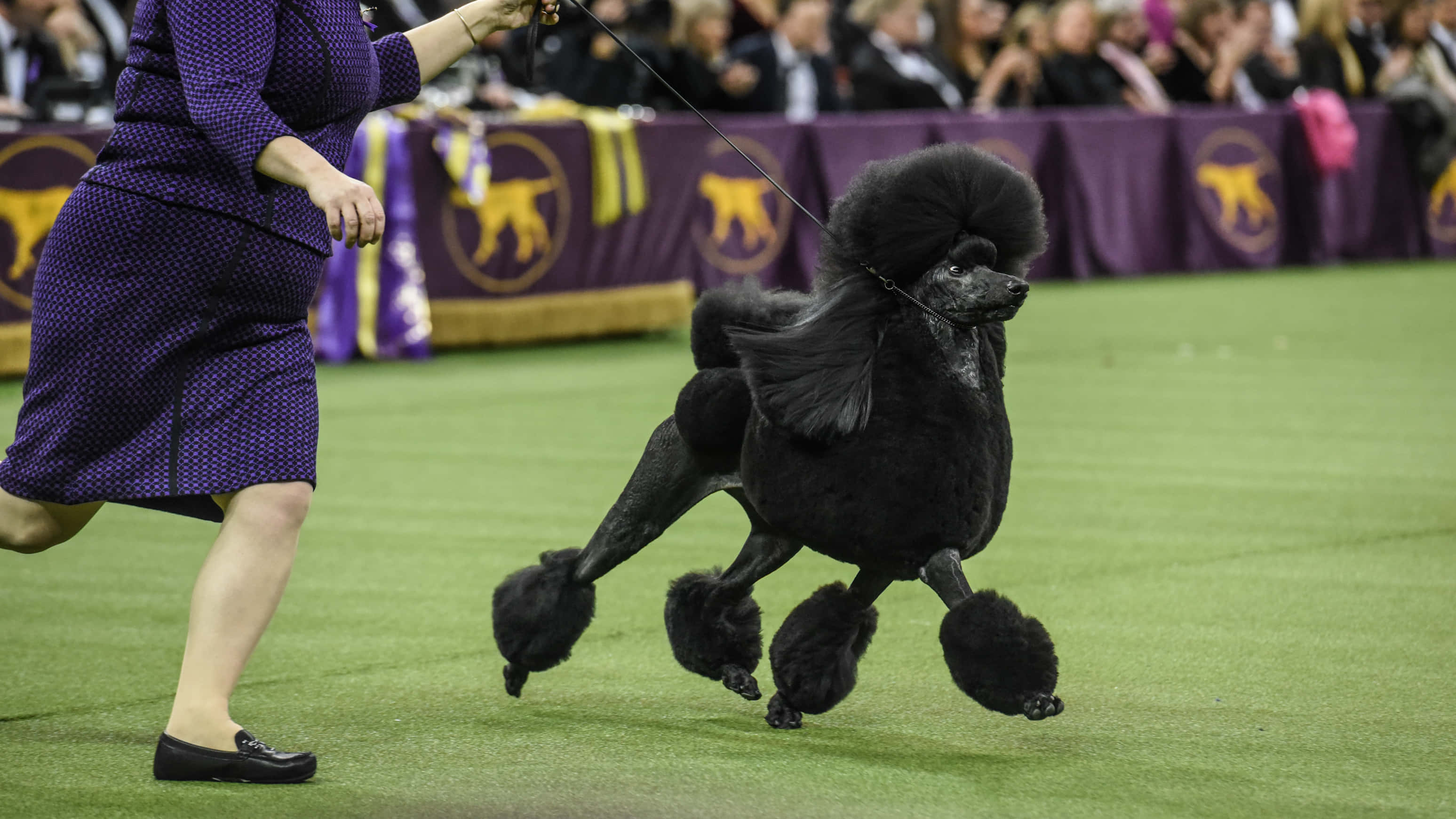 Poodle 桌布 壁紙 — 一隻黑色貴賓犬梳著豐盈的蓬巴杜髮型，在馴犬師的引導下自信地走過綠色表演場地。