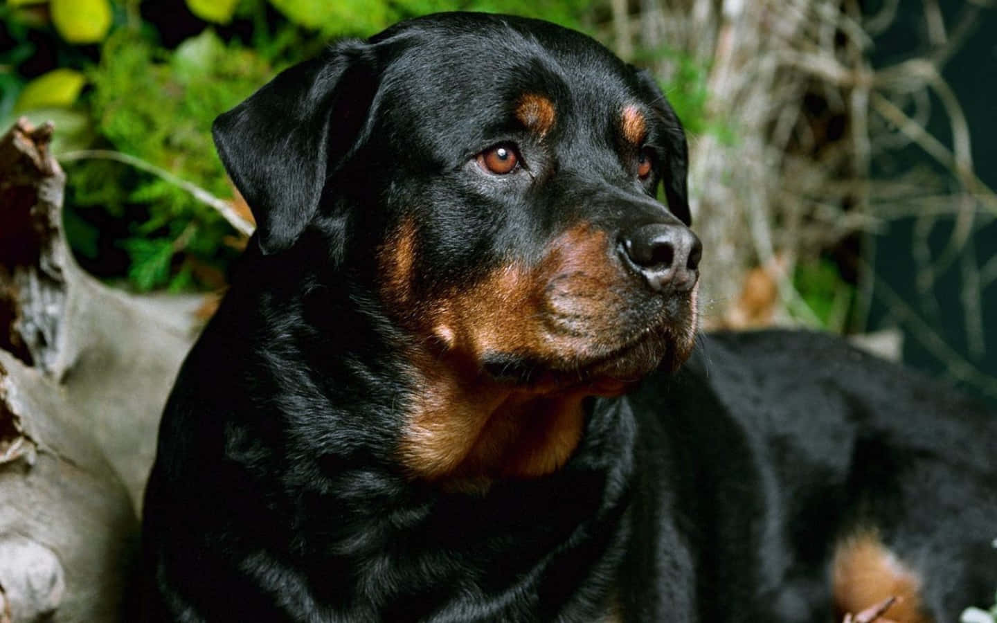 Rottweiler 桌布 壁紙 — 一隻黑褐色洛威拿的近距離特寫，牠在綠色樹葉和樹皮間沉思地凝視著，眼神深邃的棕色眼睛。
