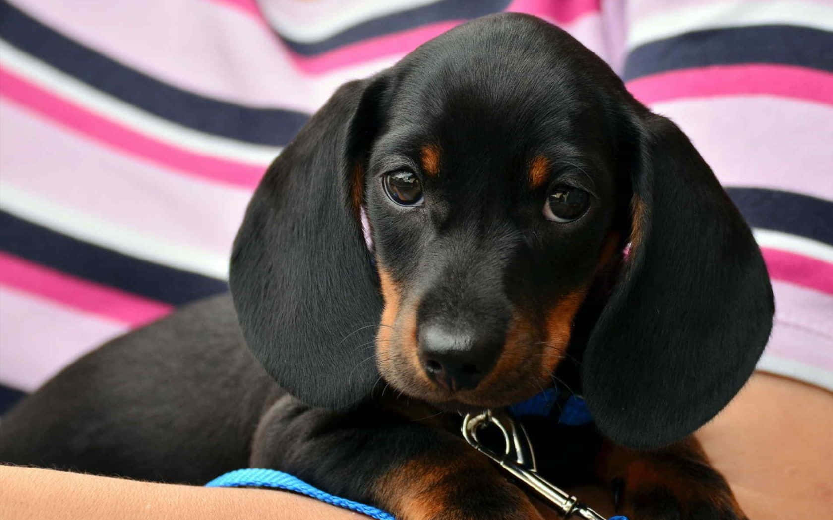 dachshund 桌布 壁紙 — 一隻黑褐色臘腸犬幼犬的特寫，牠有大的下垂耳朵，靠在一個人的手臂上，背景是粉紅、黑、白條紋。