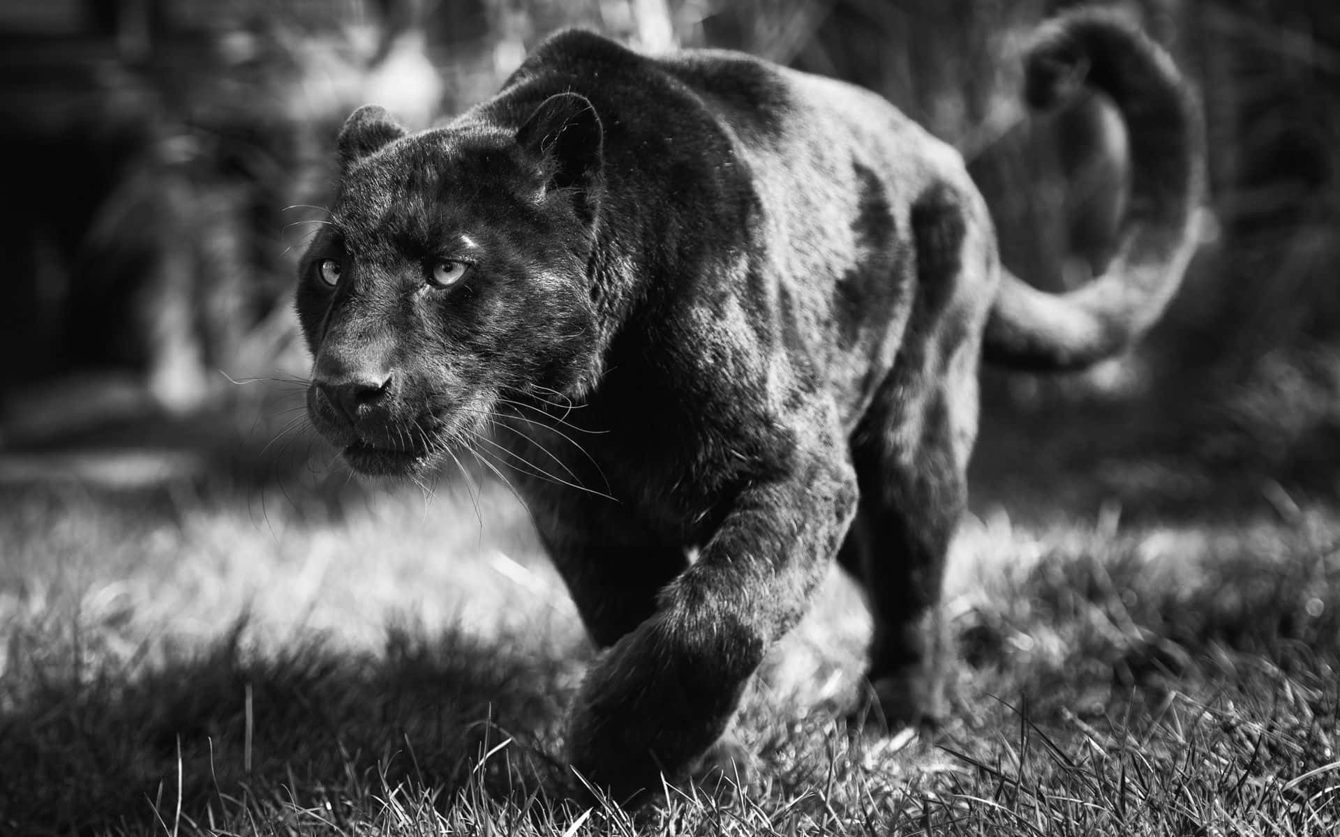 Black And White Animal 桌布 壁紙 — 一隻黑豹喺高對比黑白相入面強而有力咁穿過草叢。