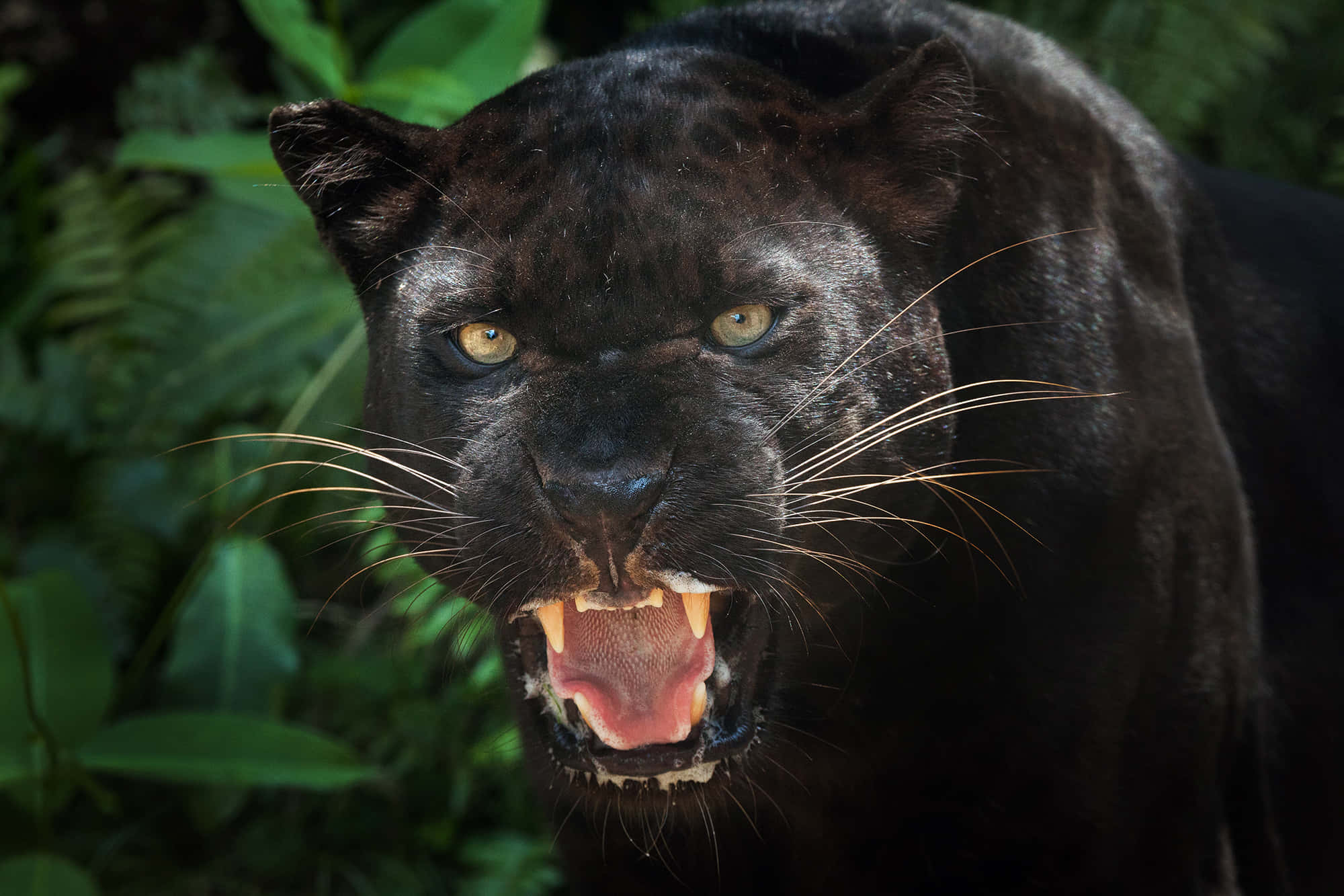 panther 桌布 壁紙 — 一隻黑豹在茂密的綠色叢林背景下，齜牙咧嘴地兇猛咆哮。